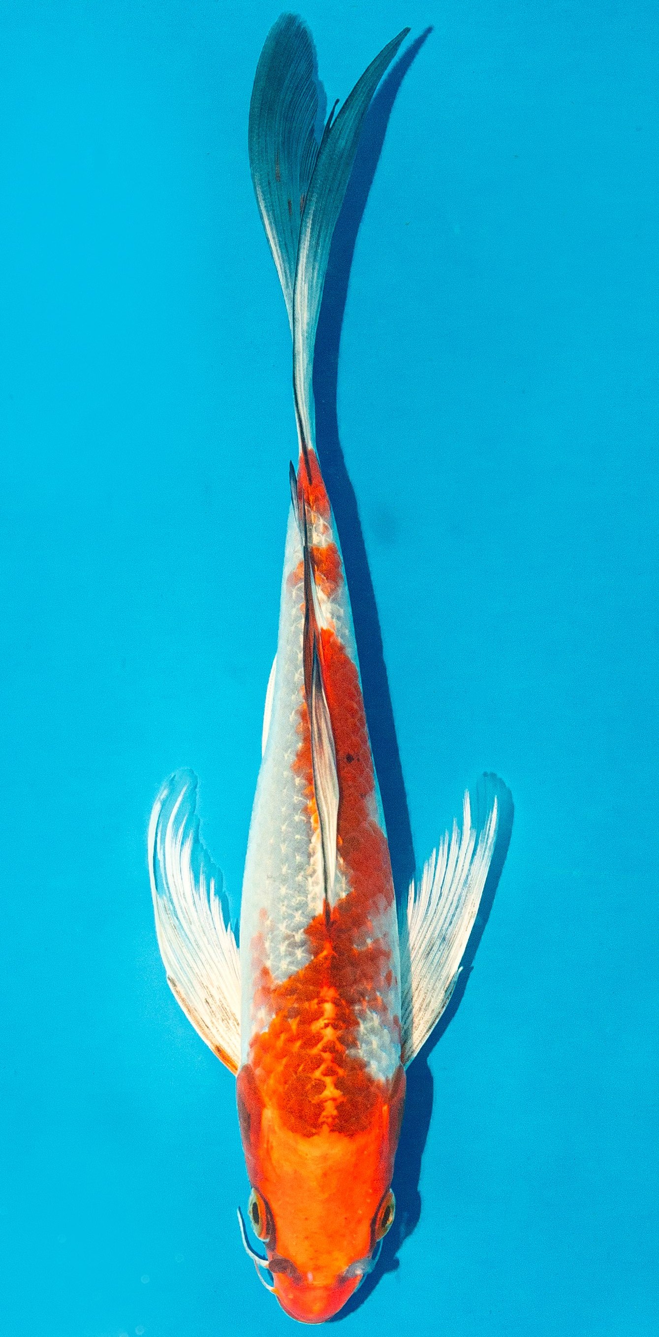 Butterfly Koi 20-25cm Nr. 4327