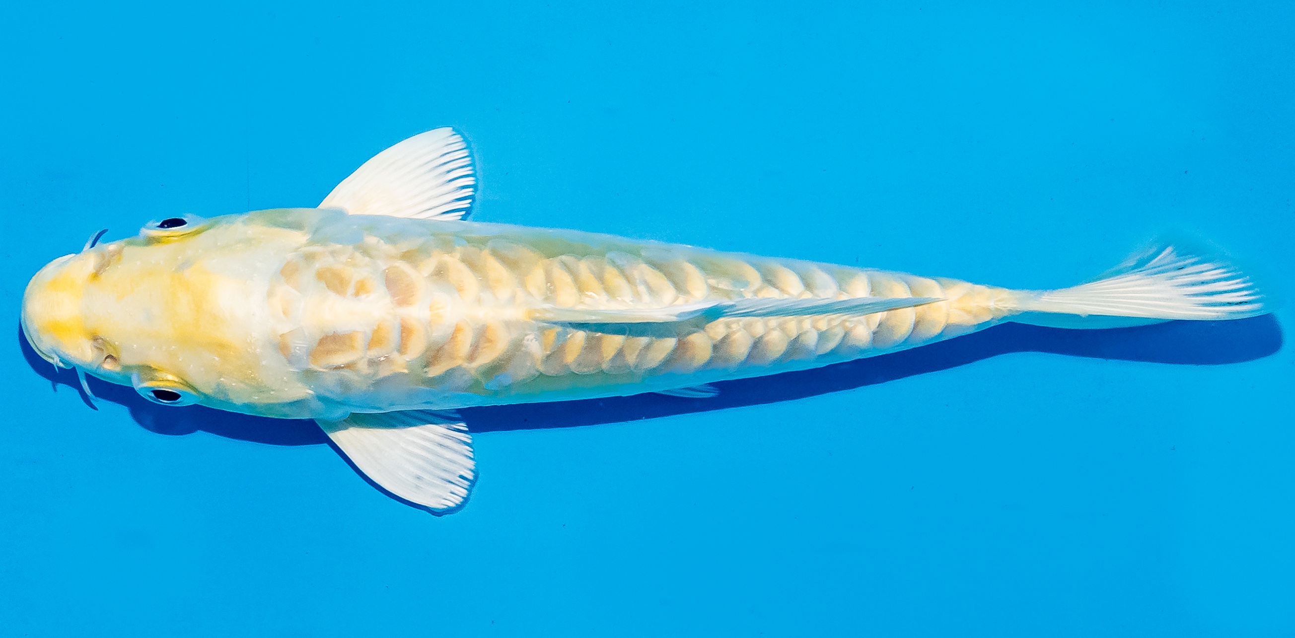 Koi 14-17cm Nr. 6171