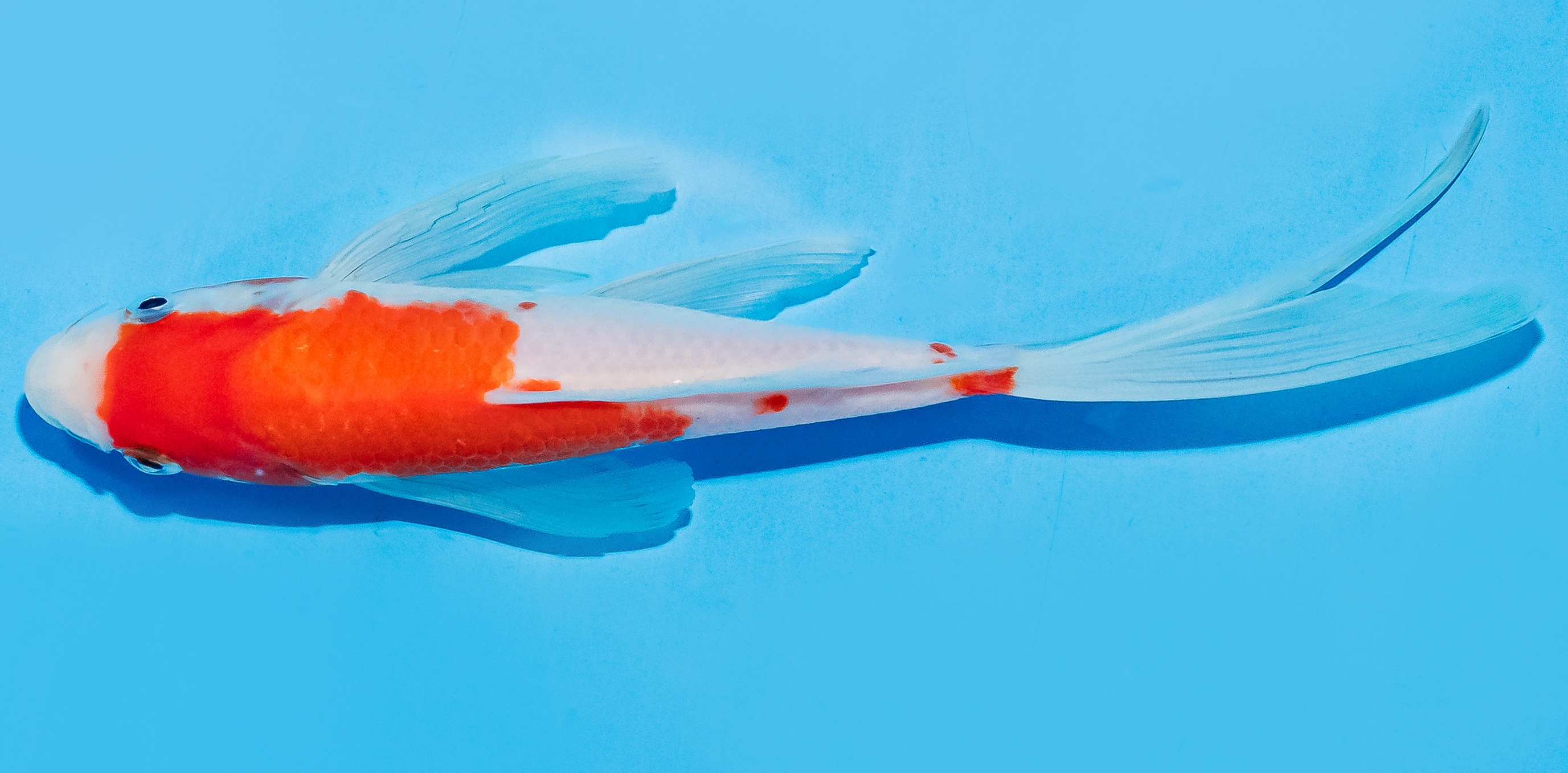 Butterfly Koi 17-20cm Nr. 6935