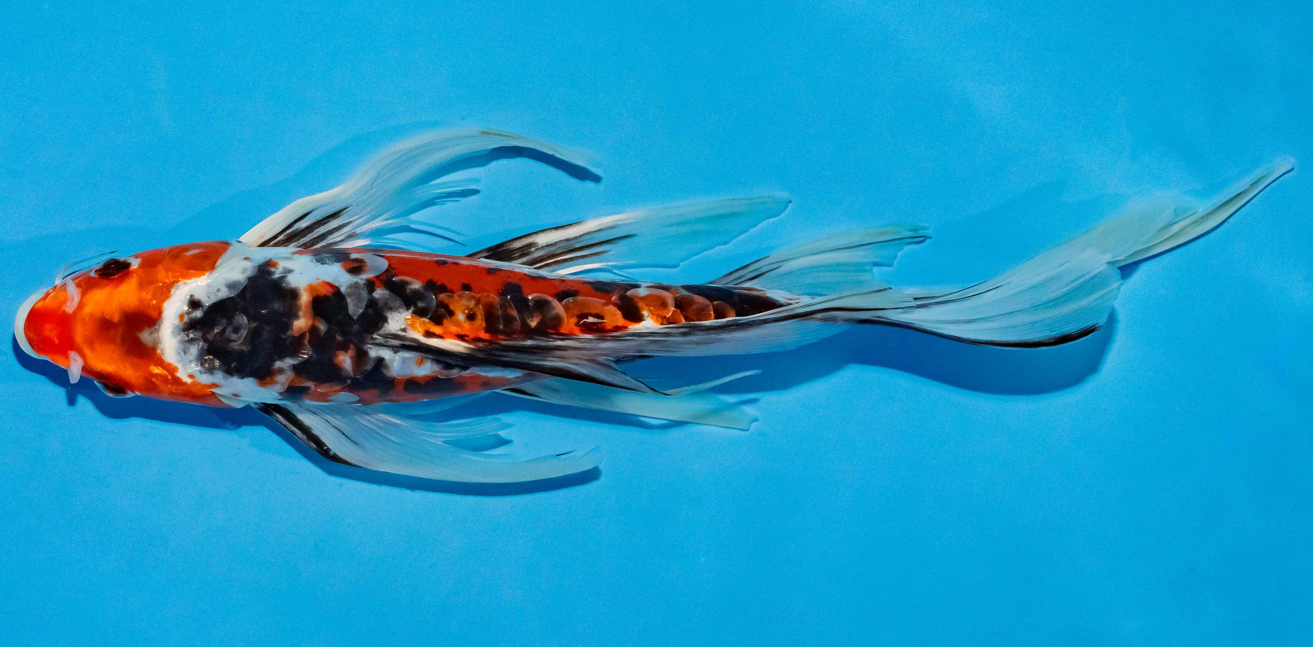 Butterfly Koi 25-30cm Nr. 2306