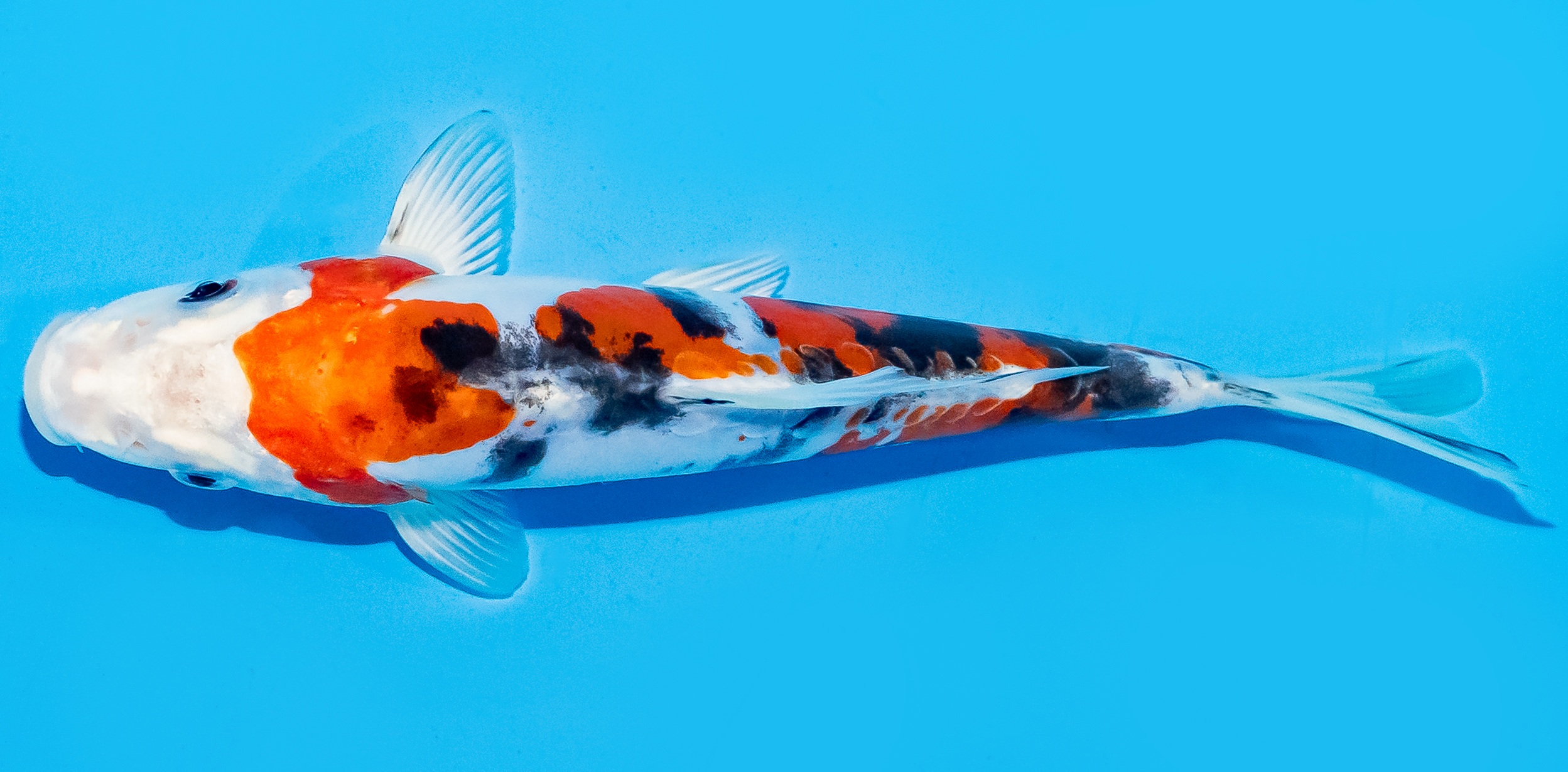 Koi 17-20cm Nr. 7788