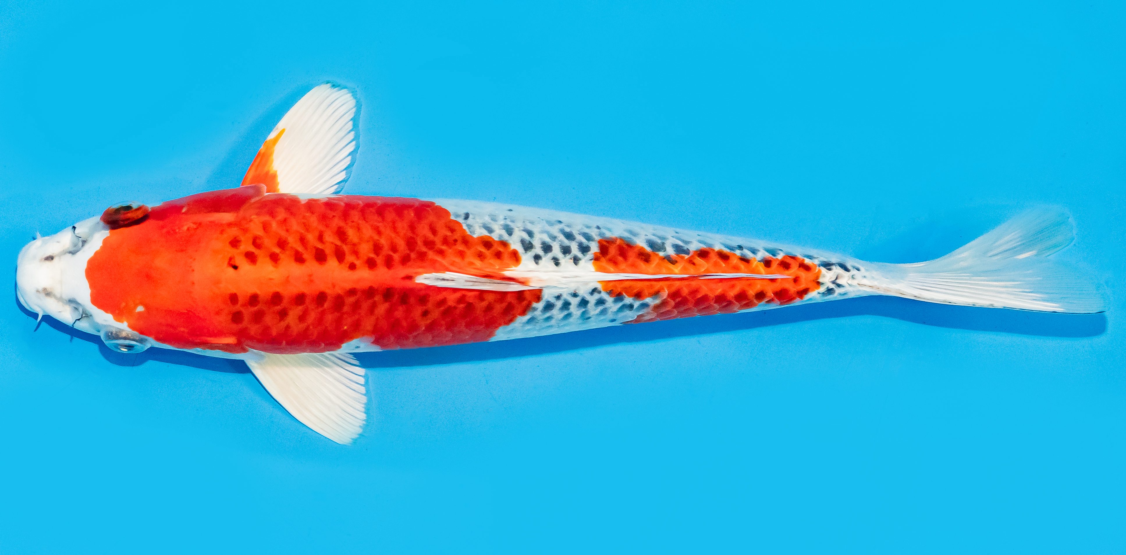 Koi 30-35cm Nr. 7654