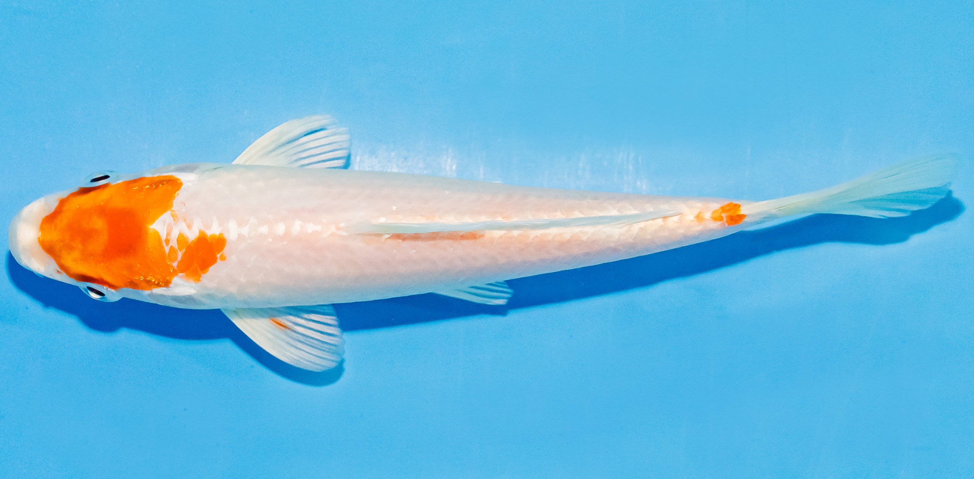Koi 14-17cm Nr. 3040