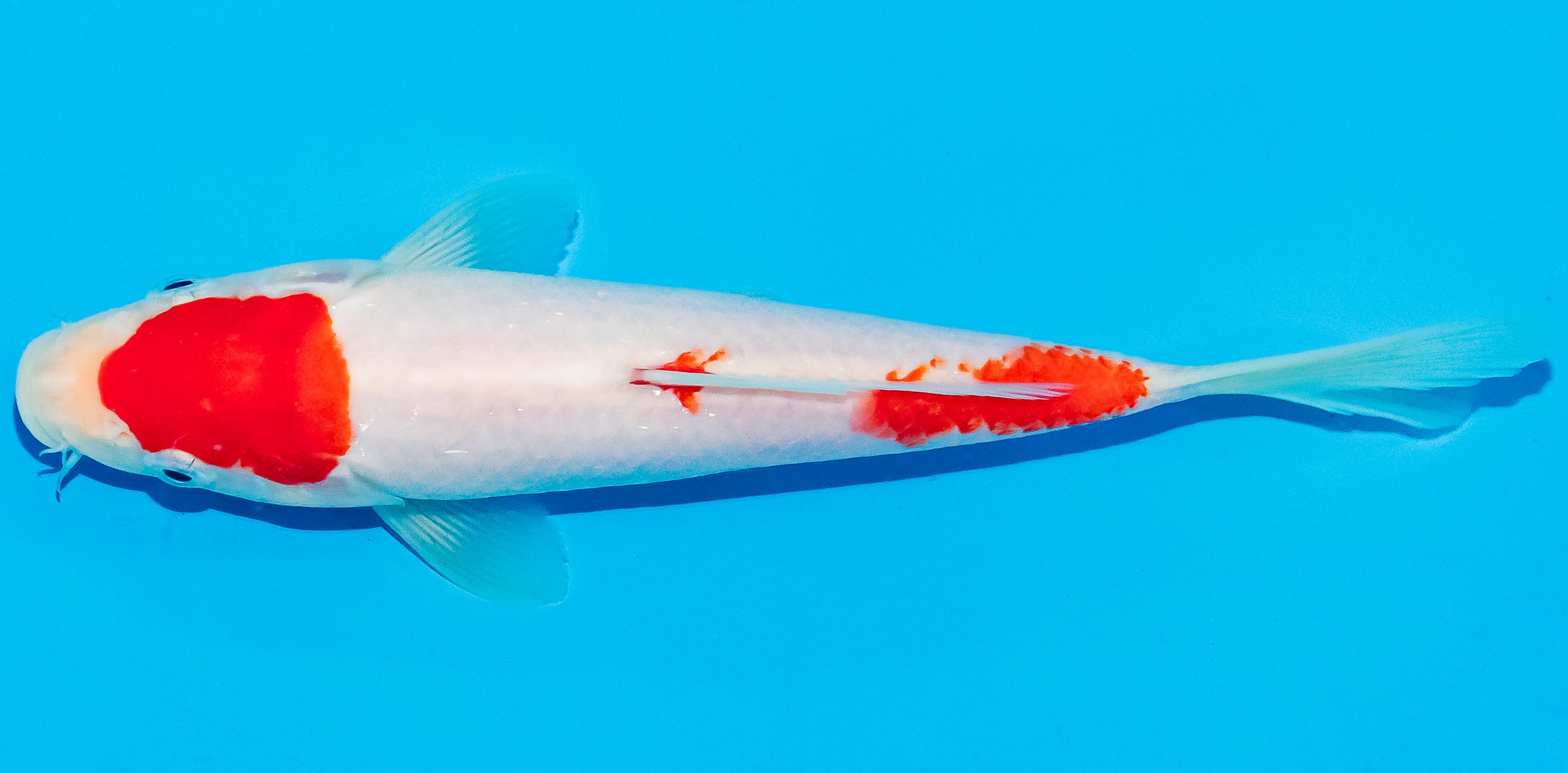 Koi 17-20cm Nr. 4541