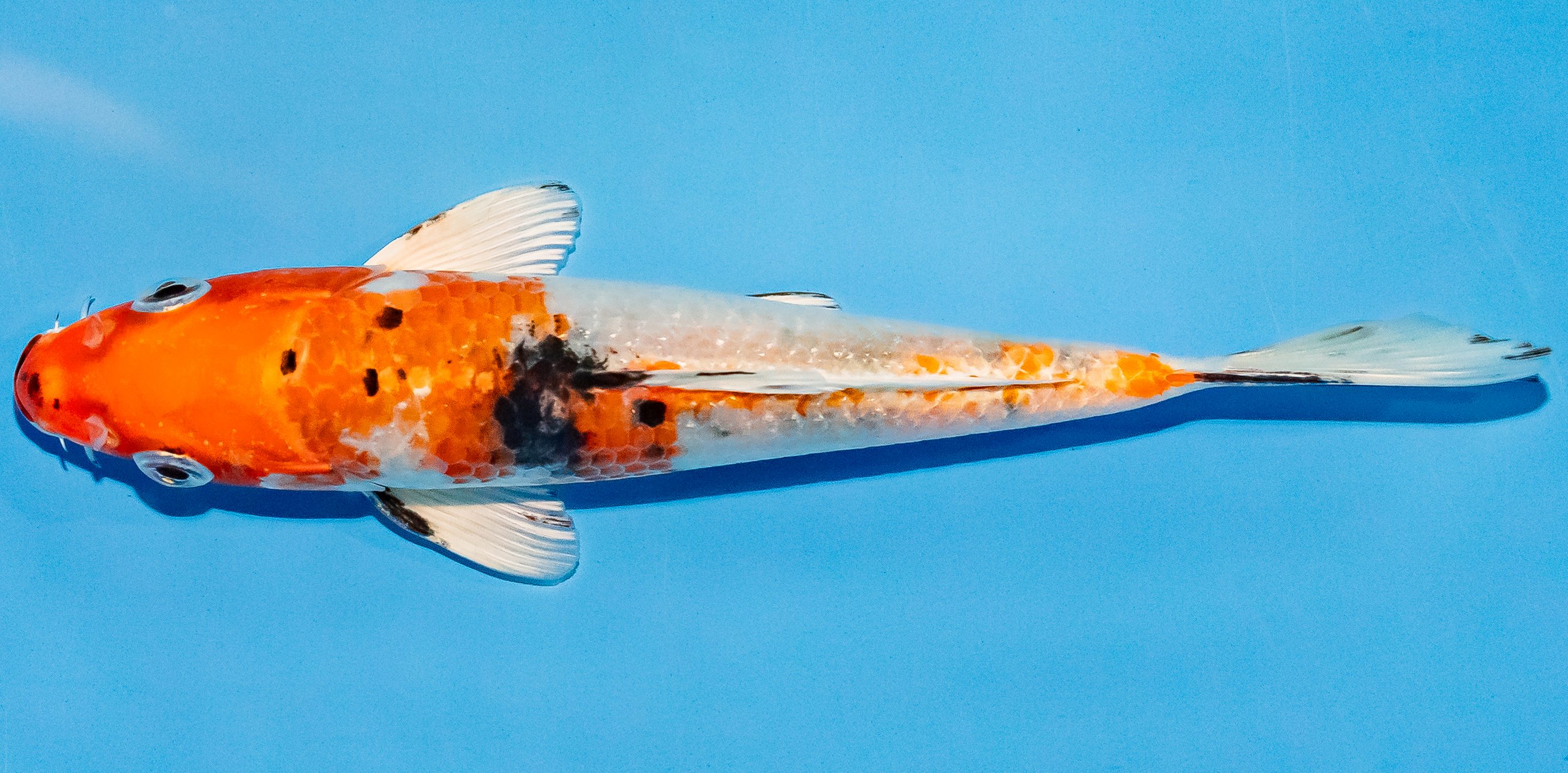 Koi 14-17cm Nr. 3002