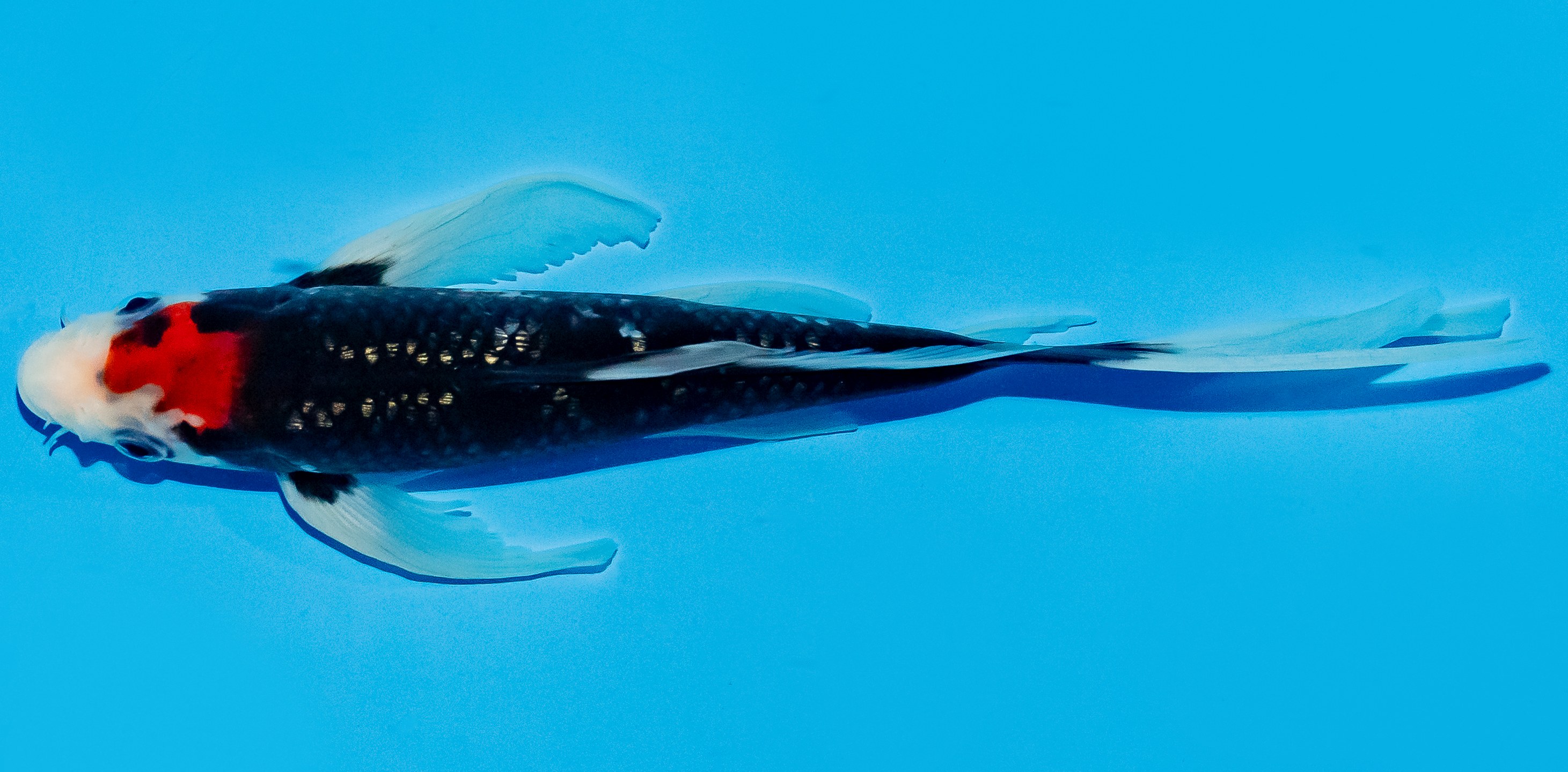 Butterfly Koi 25-30cm Nr. 6409