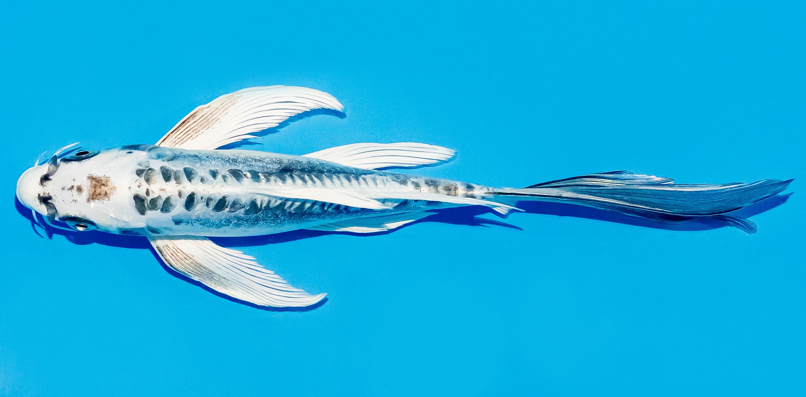 Butterfly Koi 20-25cm Nr. 5472