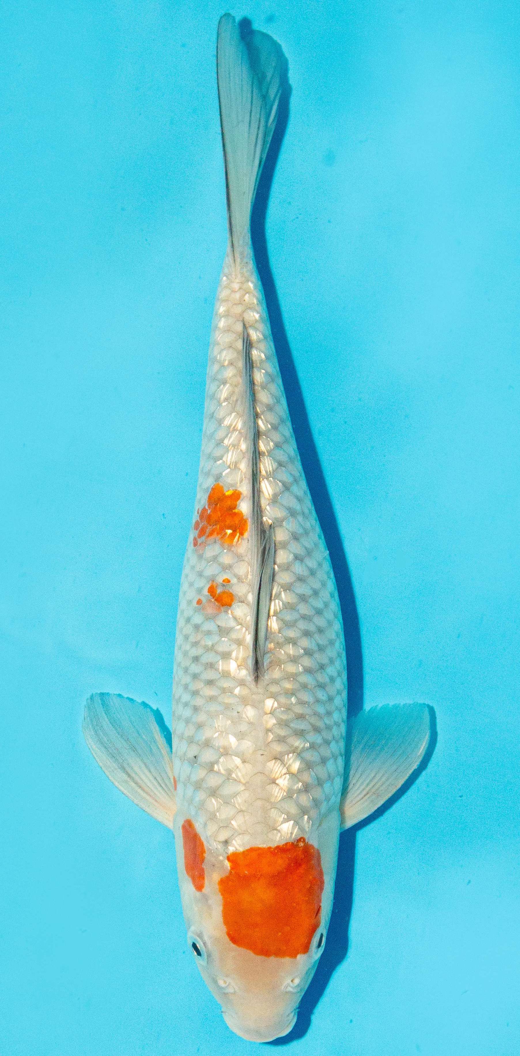 Koi 30-35cm Nr. 1011