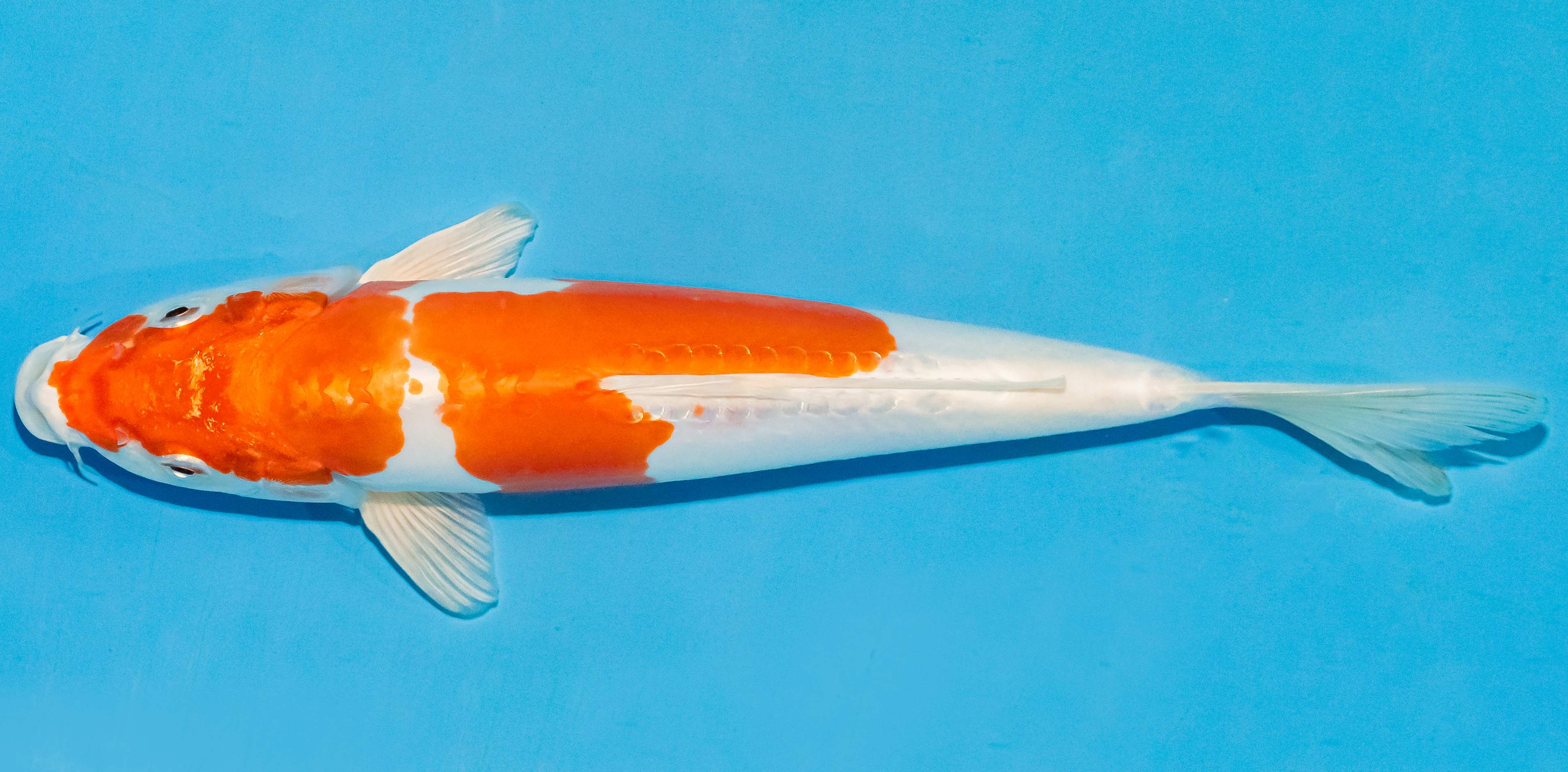 Koi 25-30cm Nr. 4224