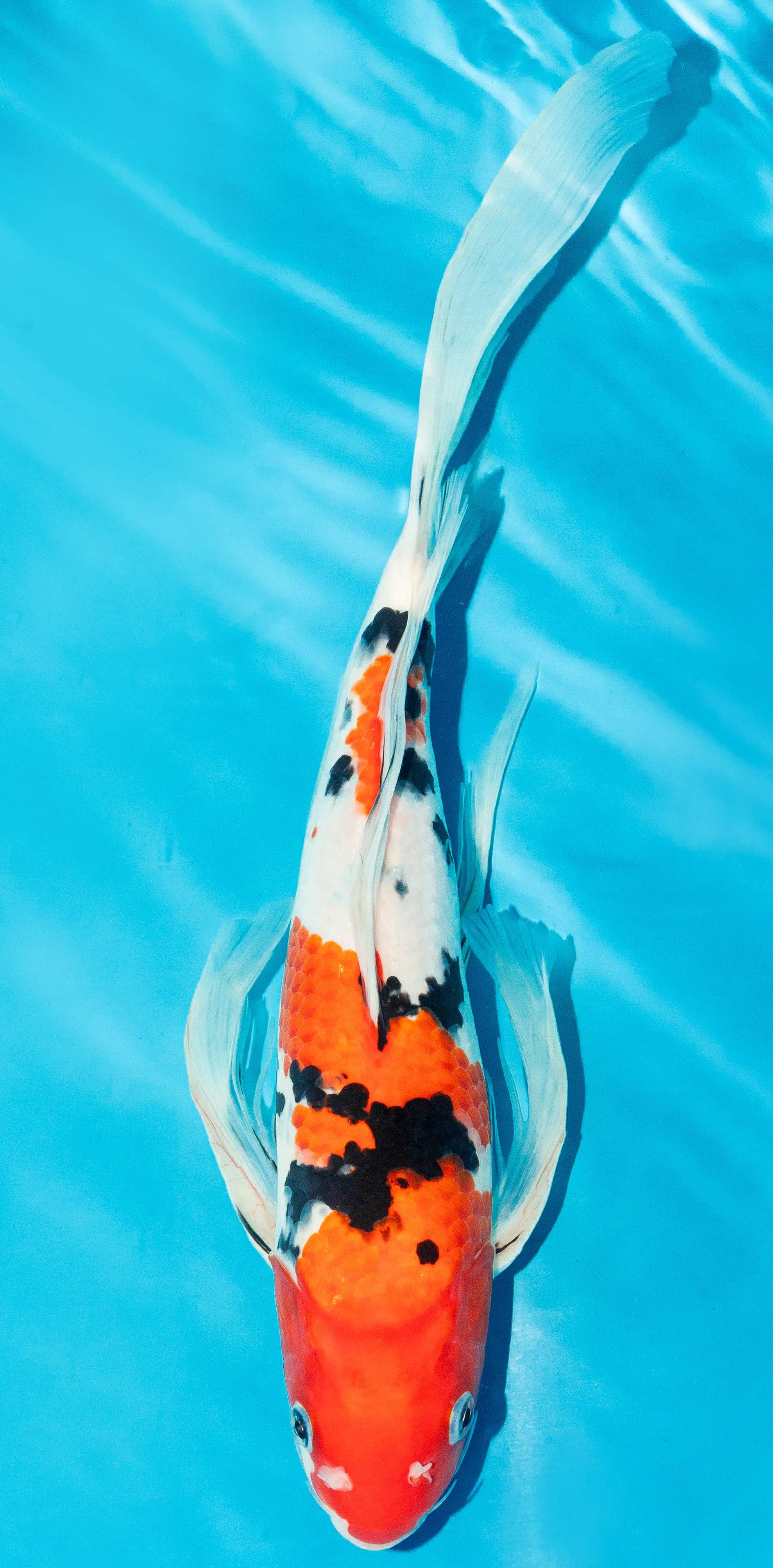 Butterfly Koi 35-40cm Nr. 4528