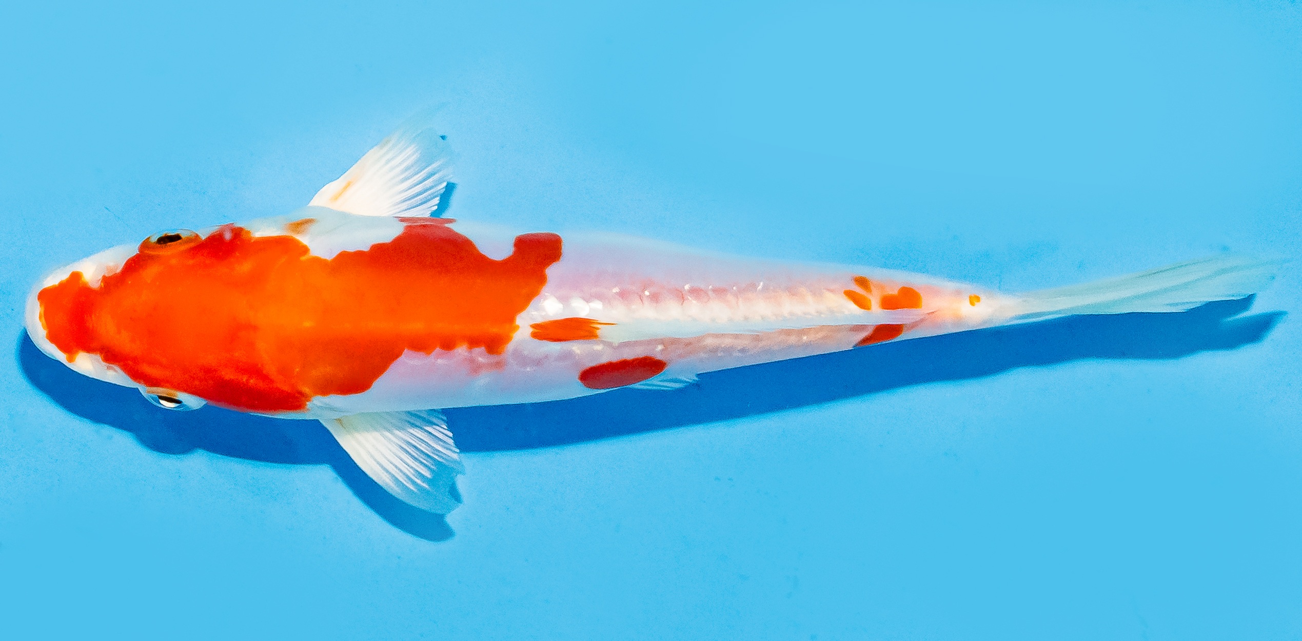Koi 17-20cm Nr. 7151
