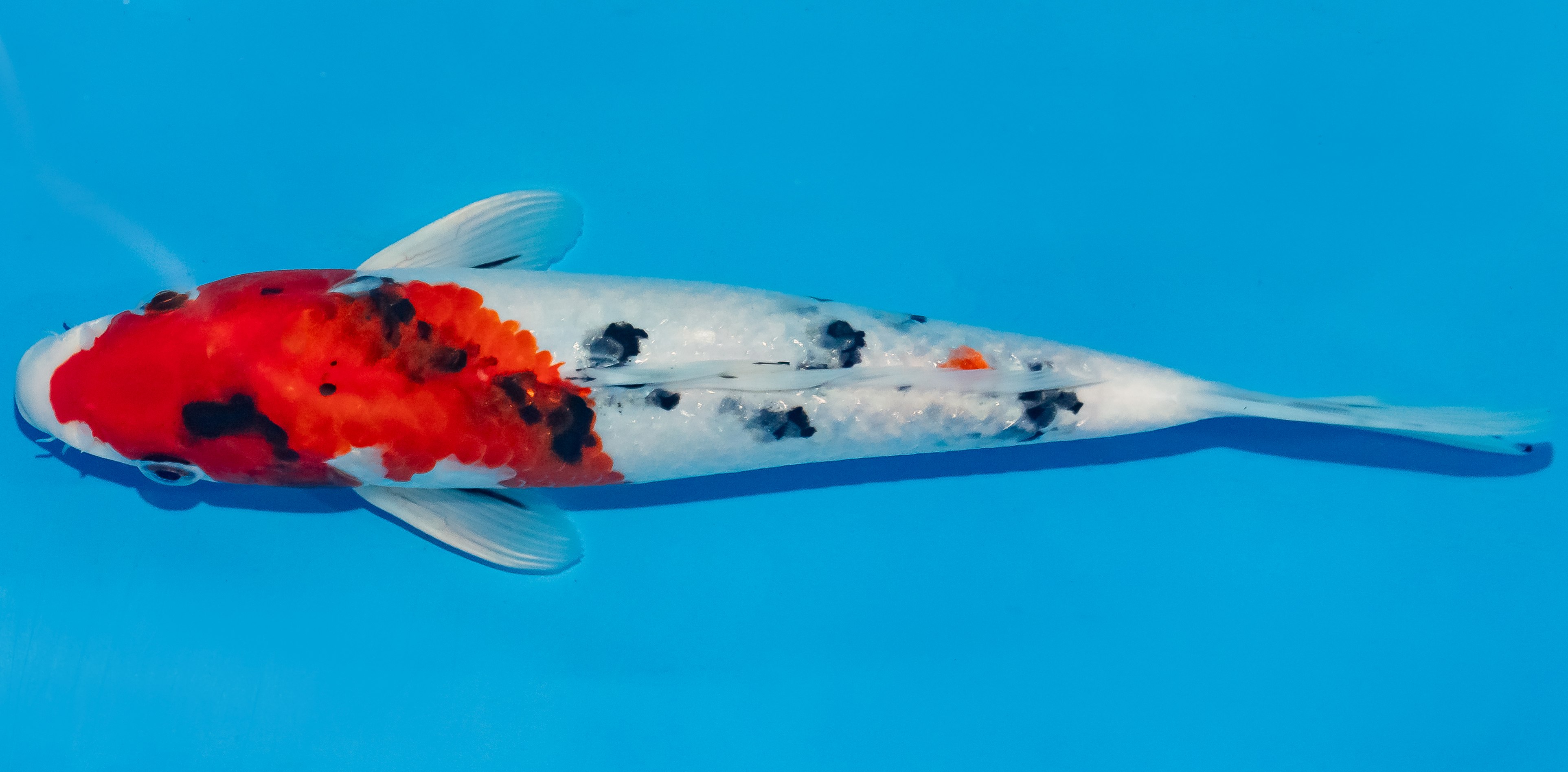 Koi 25-30cm Nr. 4252