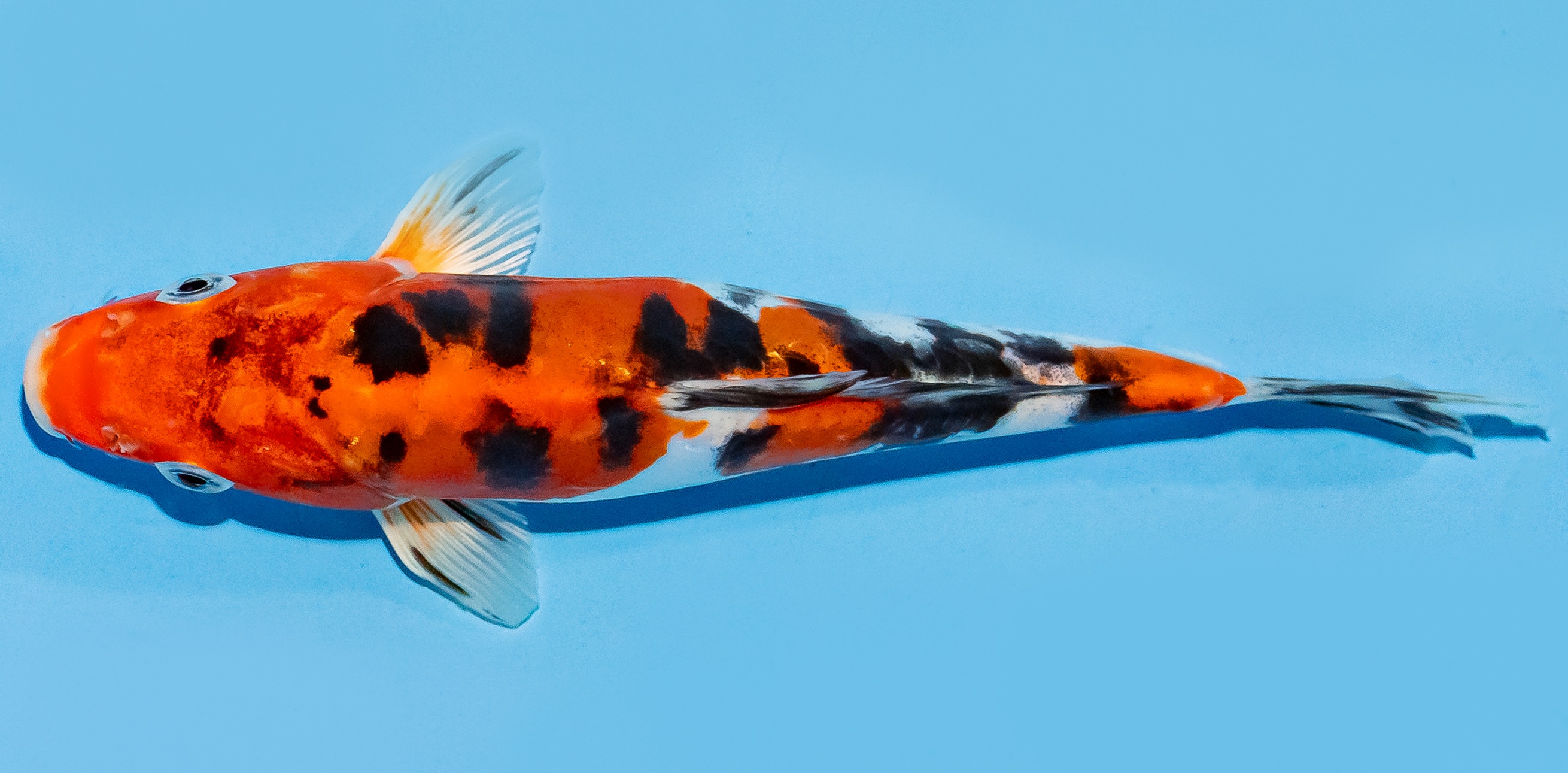 Koi 20-25cm Nr. 7524