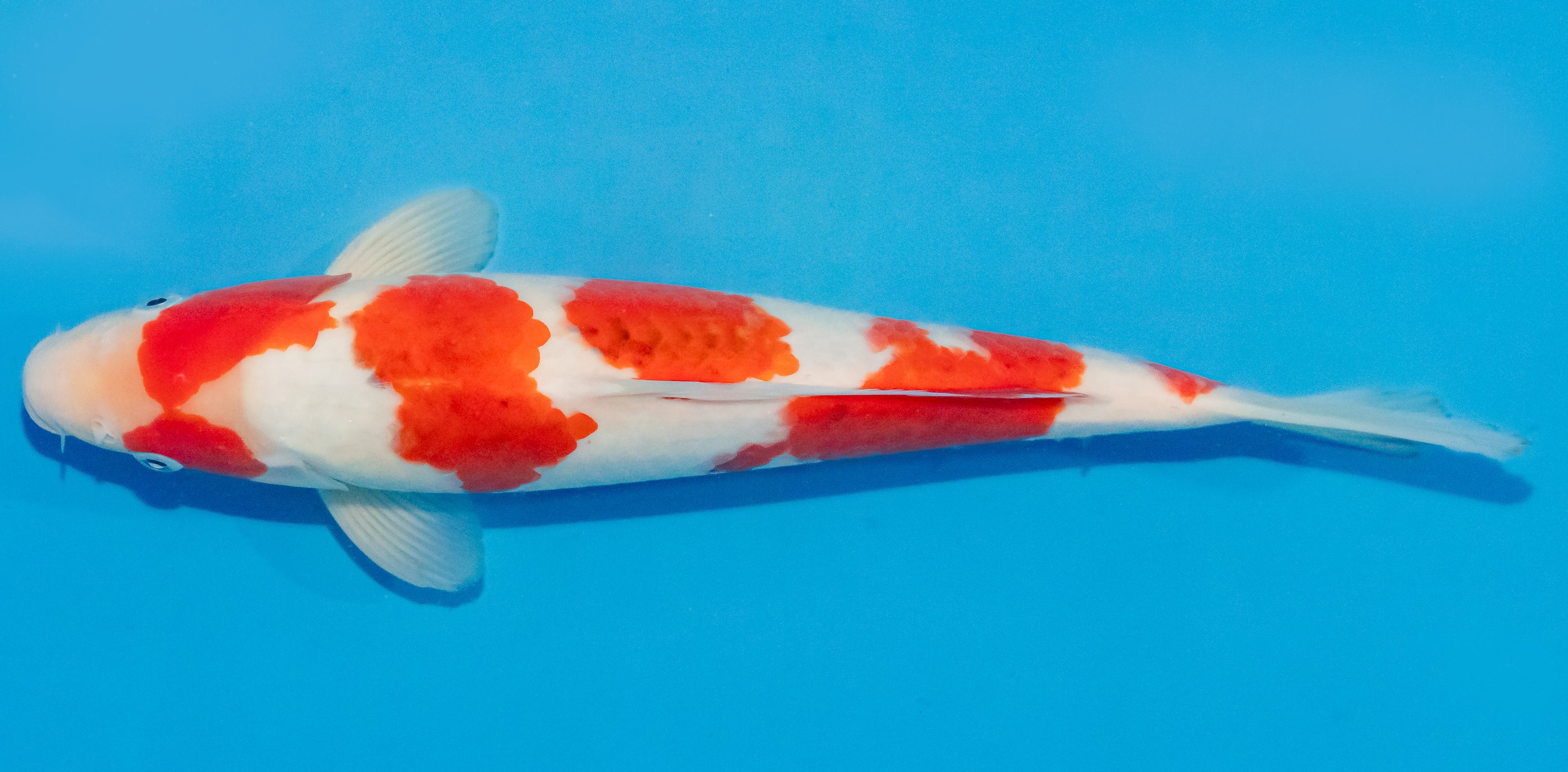 Koi 30-35cm Nr. 1358