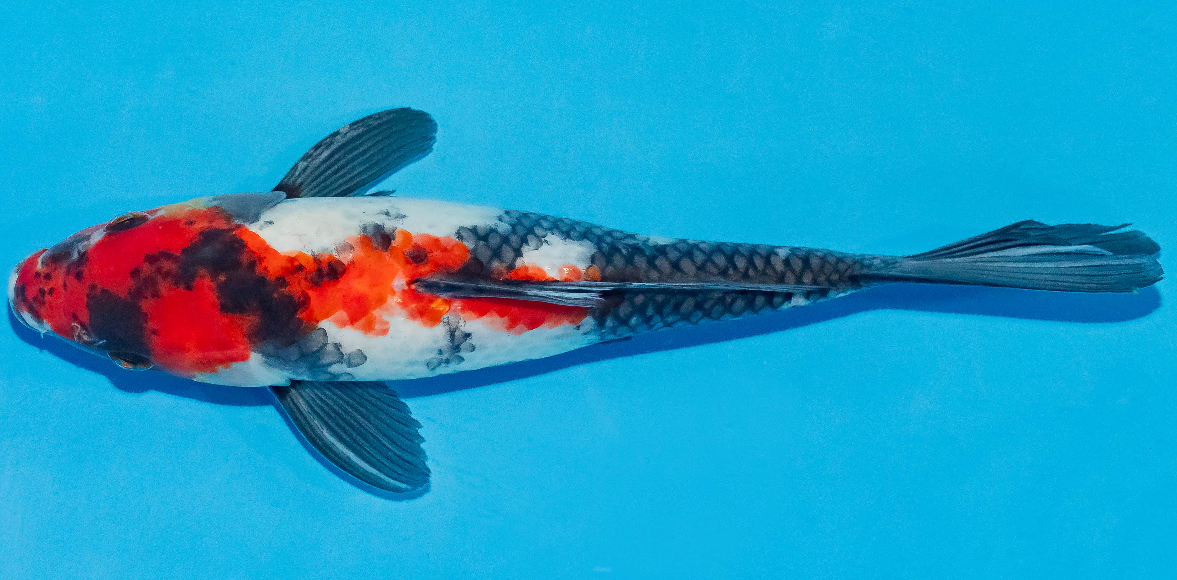 Koi 25-30cm Nr. 4219