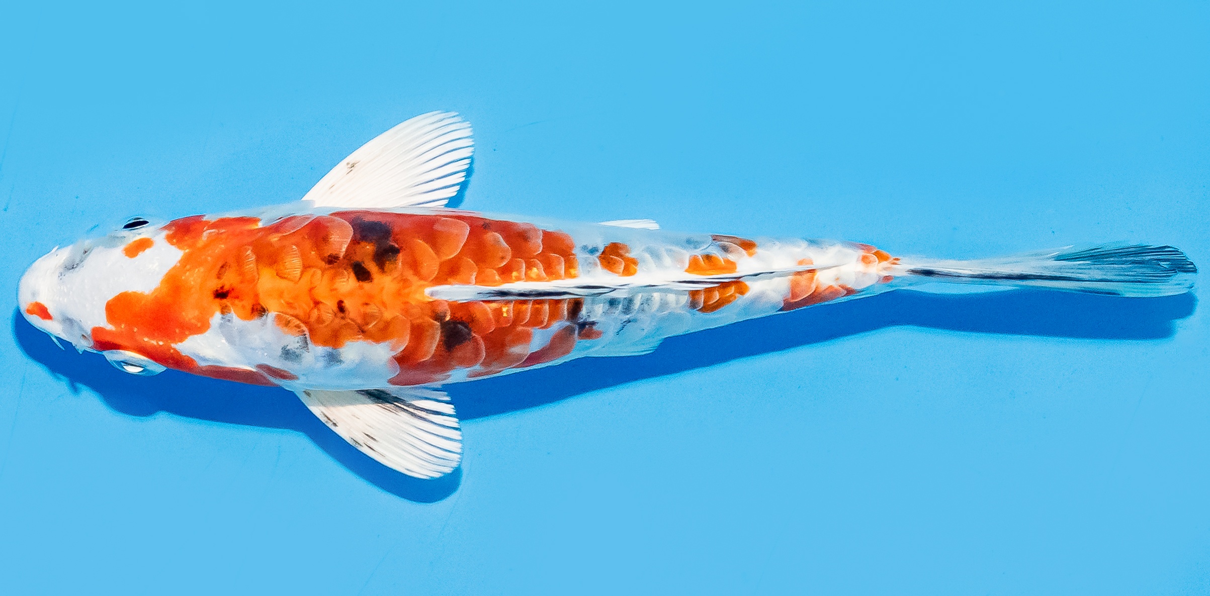 Koi 14-17cm Nr. 7028
