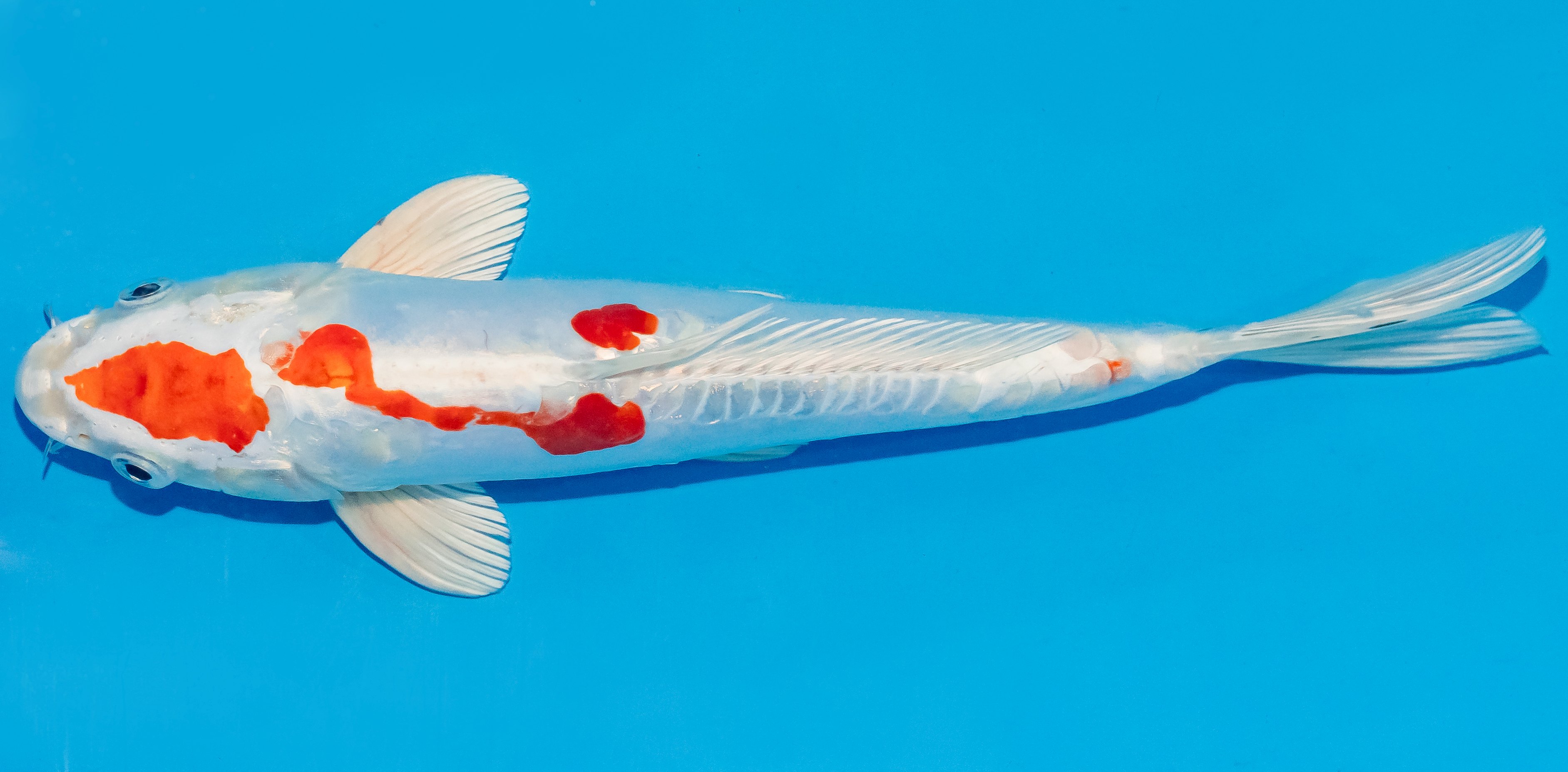 Koi 25-30cm Nr. 4298