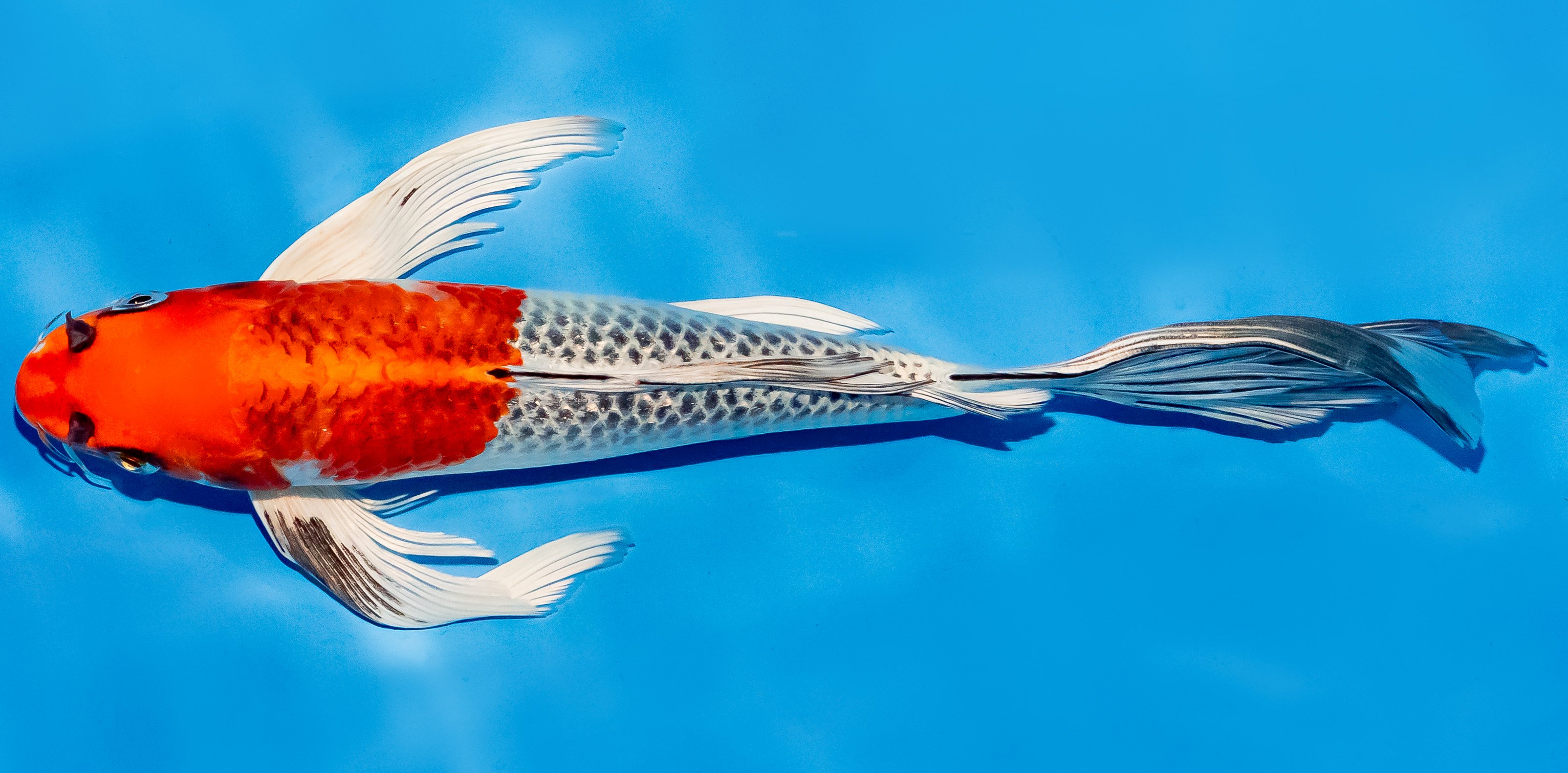 Butterfly Koi 25-30cm Nr. 5627