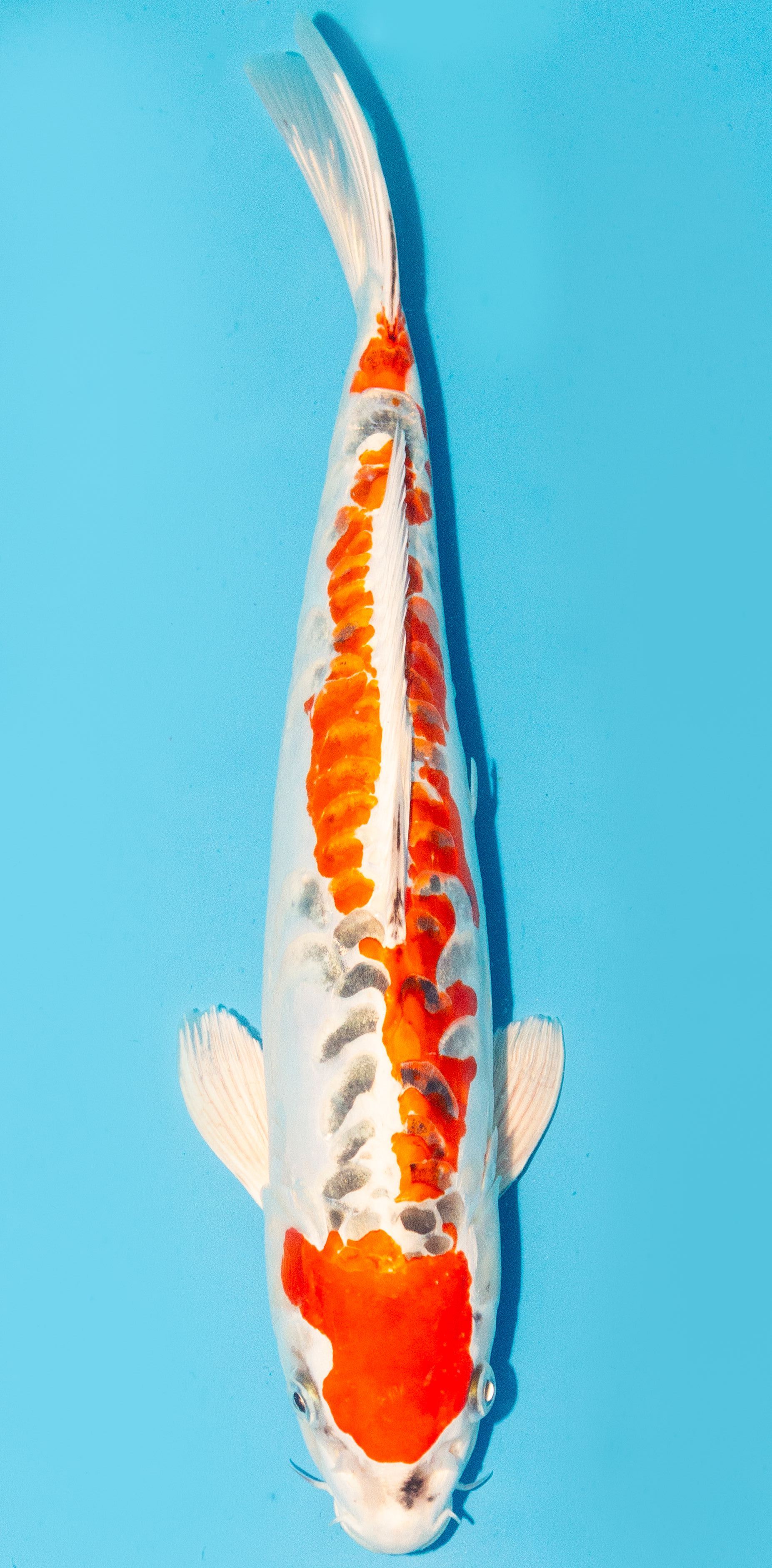 Koi 35-40cm Nr. 3857