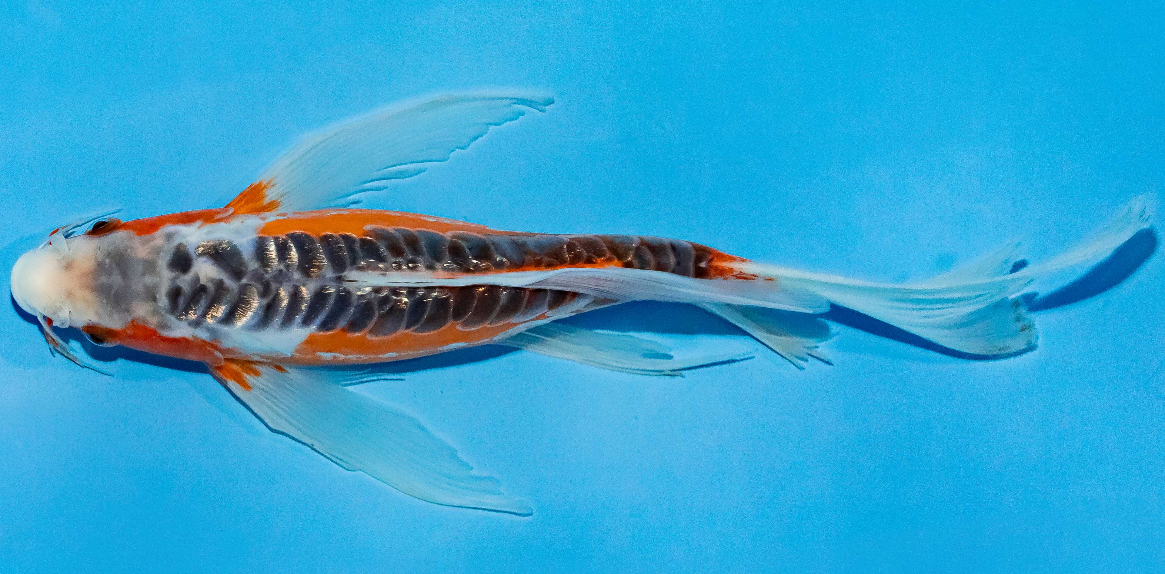 Butterfly Koi 25-30cm Nr. 2302