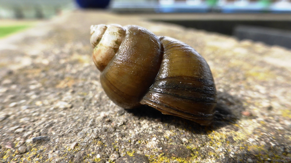 Schnecke, Sumpfdeckel