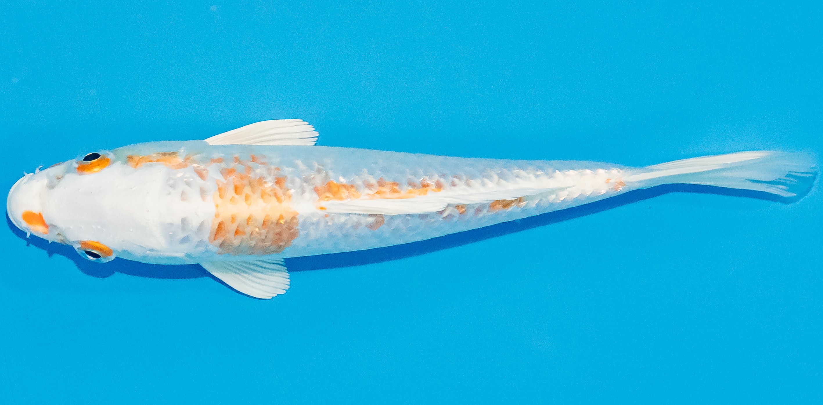 Koi 17-20cm Nr. 3374
