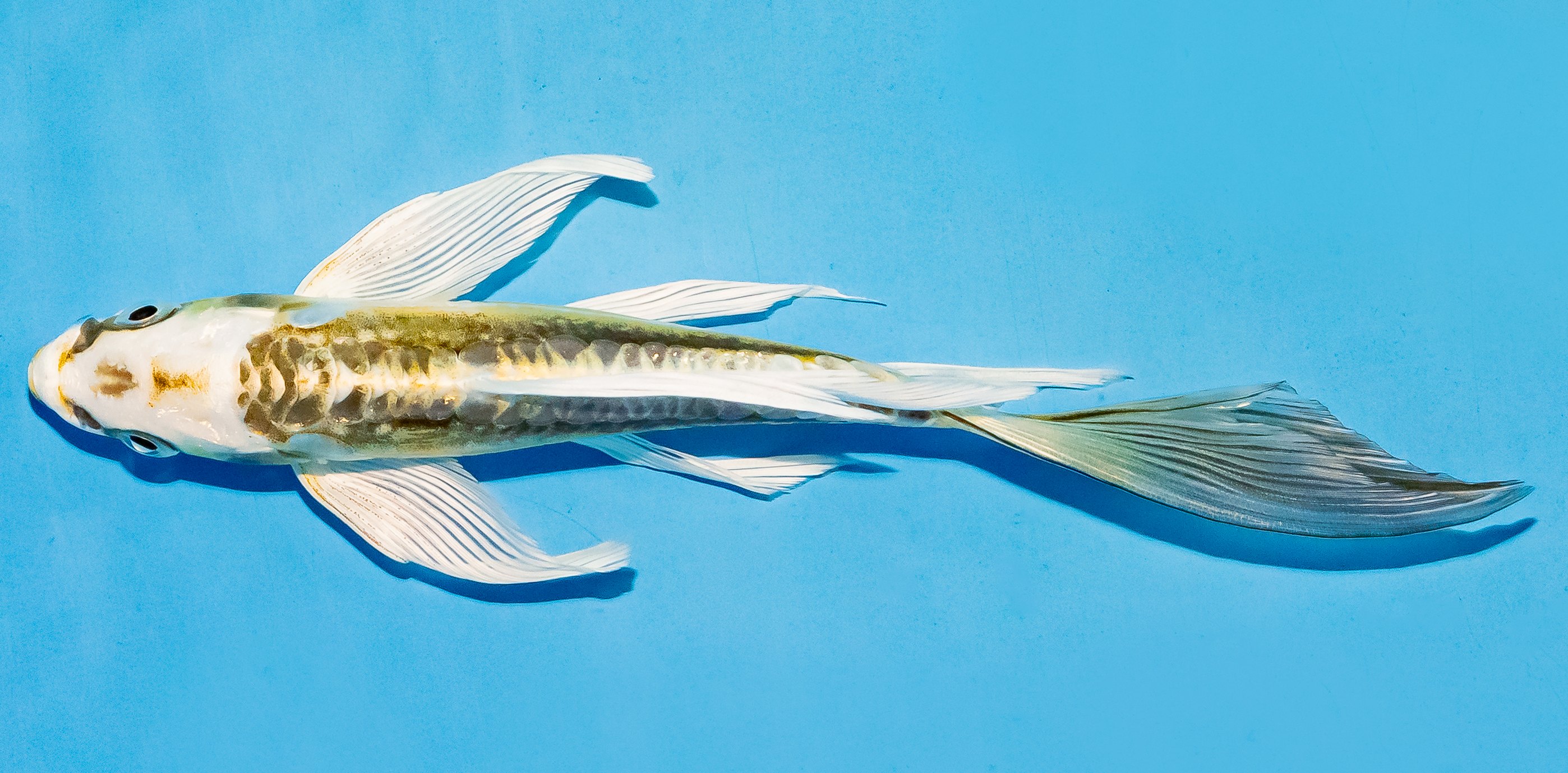 Butterfly Koi 17-20cm Nr. 5956