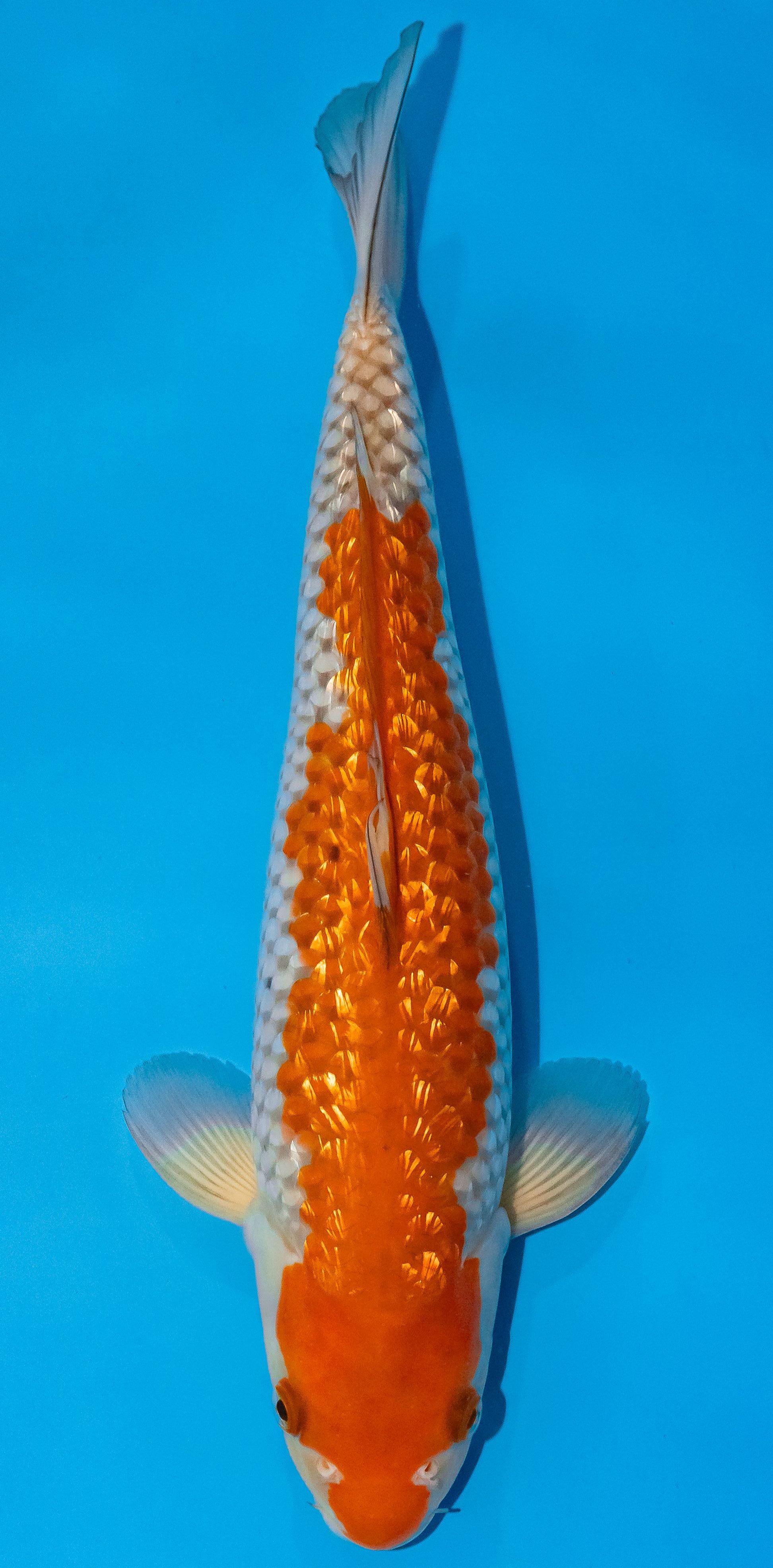 Koi 35-40cm Nr. 1119