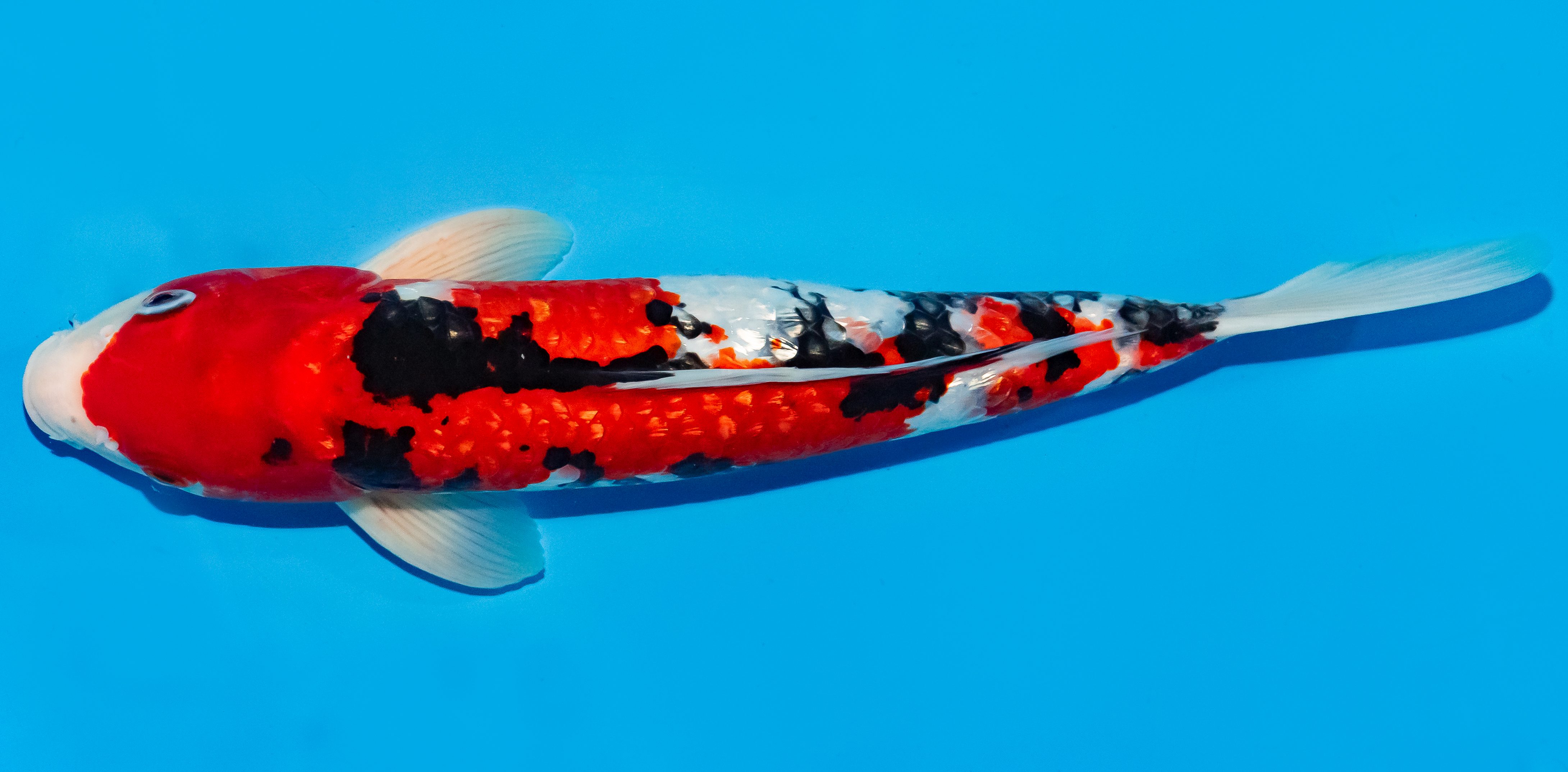 Koi 35-40cm Nr. 6747