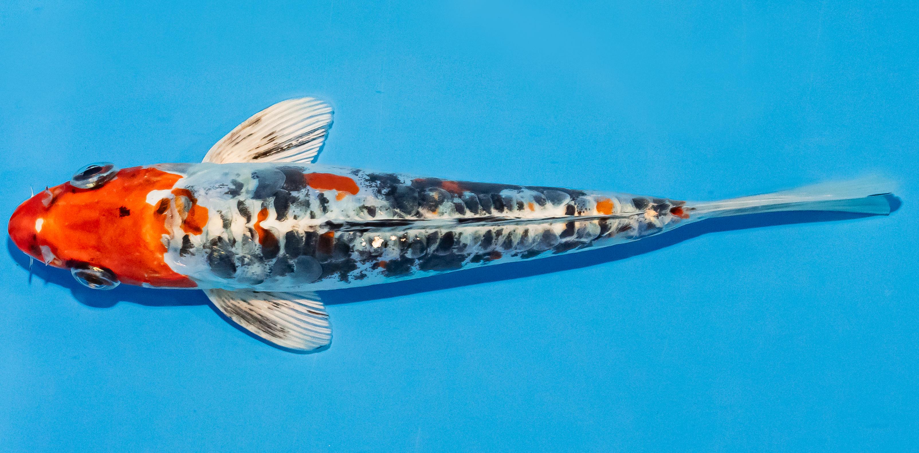 Koi 14-17cm Nr. 3047