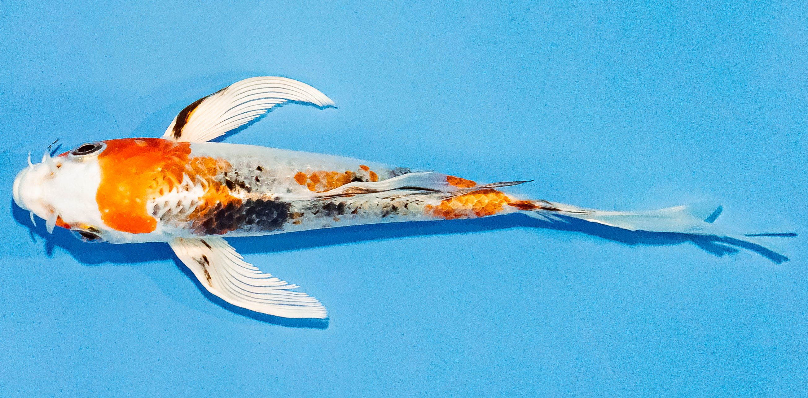 Butterfly Koi 14-17cm Nr. 3765