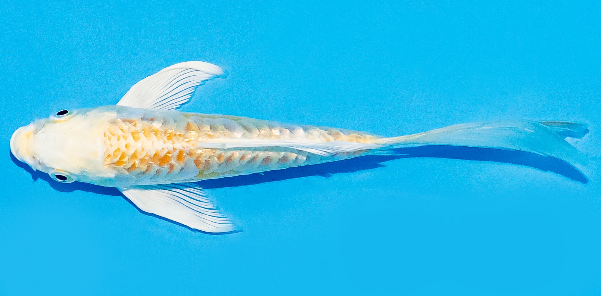 Butterfly Koi 14-17cm Nr. 5804