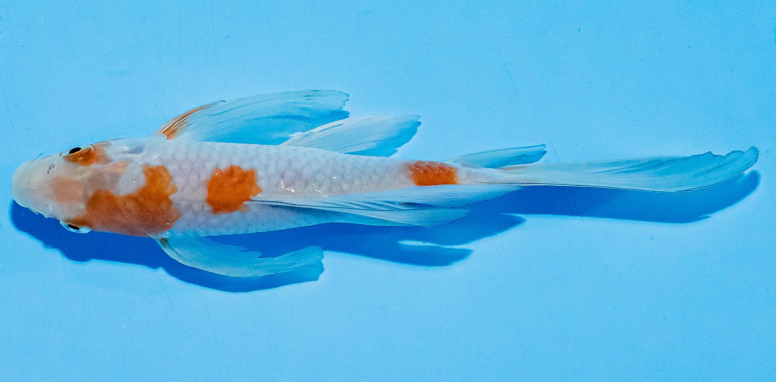 Butterfly Koi 17-20cm Nr. 5904