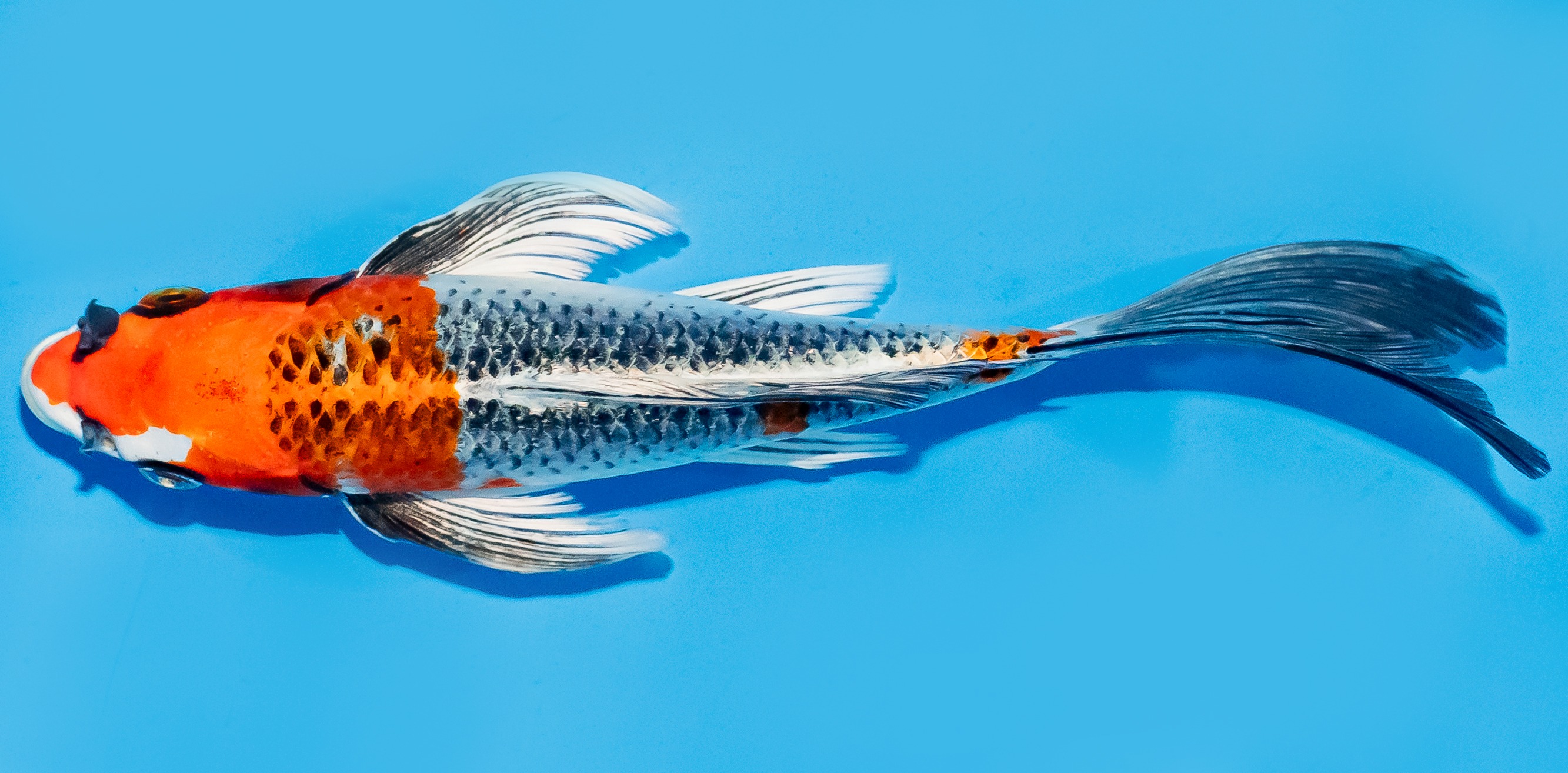 Butterfly Koi 20-25cm Nr. 7312