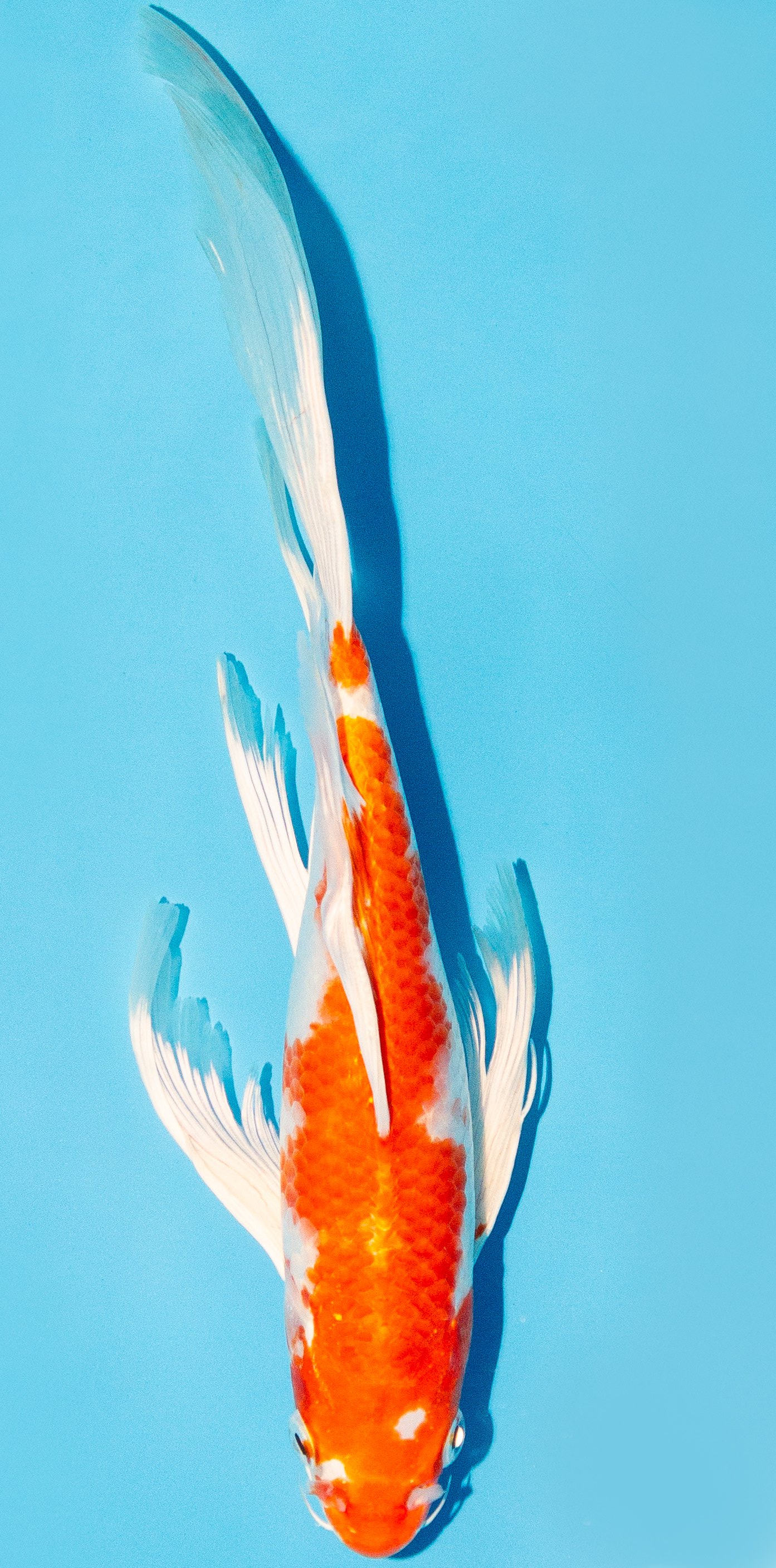 Butterfly Koi 25-30cm Nr. 2427