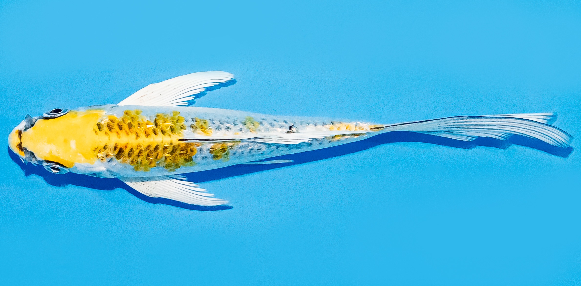 Butterfly Koi 14-17cm Nr. 7454