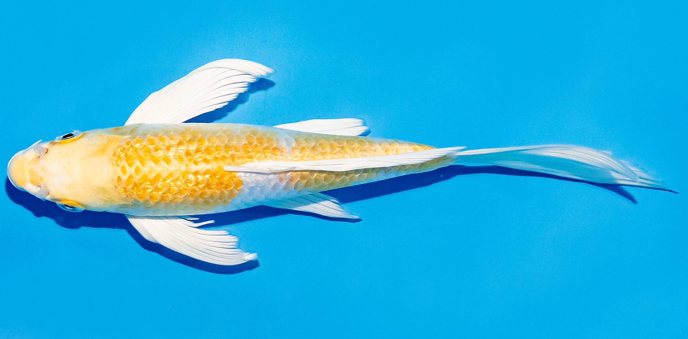 Butterfly Koi 20-25cm Nr. 5488