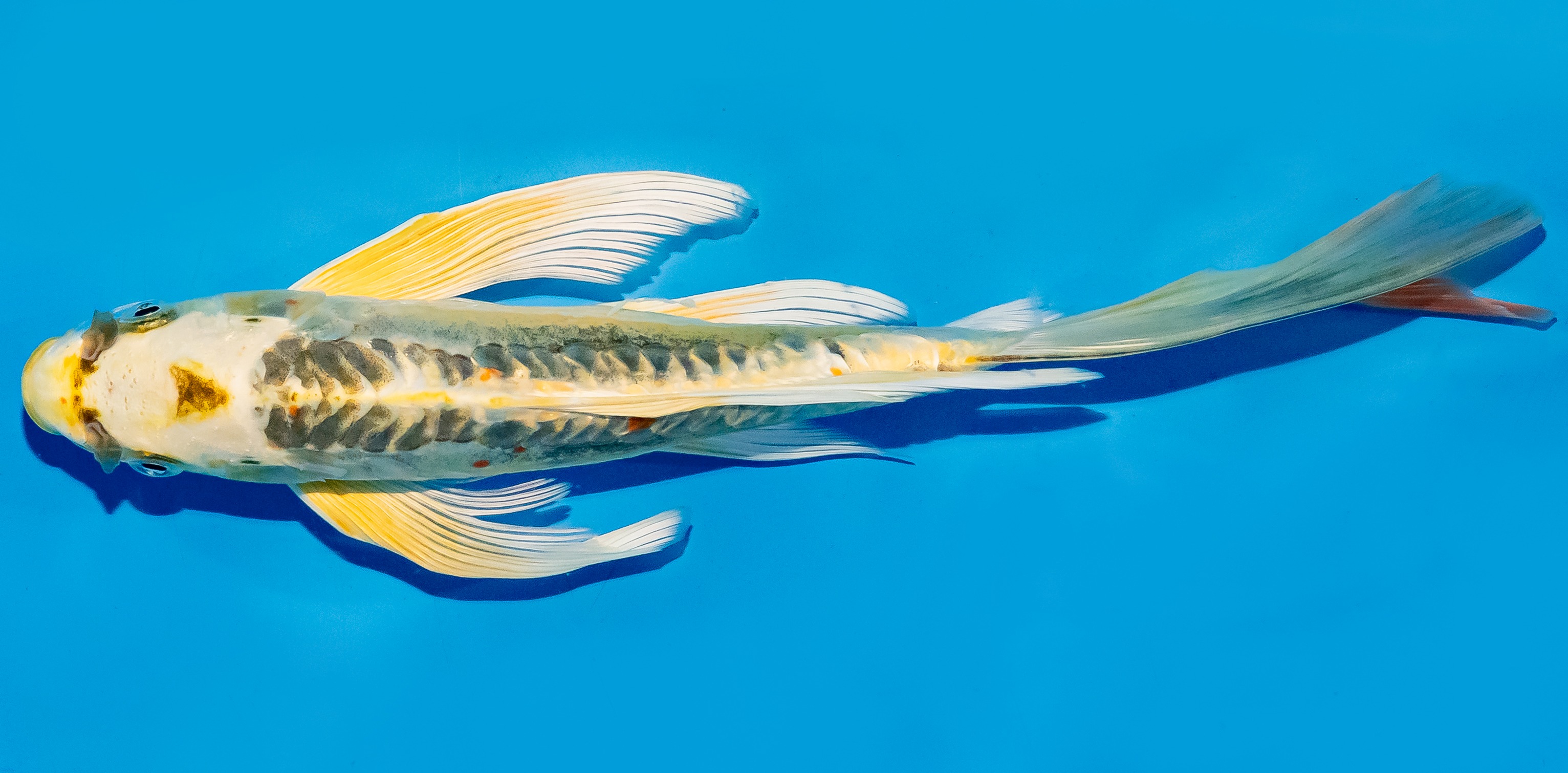 Butterfly Koi 25-30cm Nr. 6423