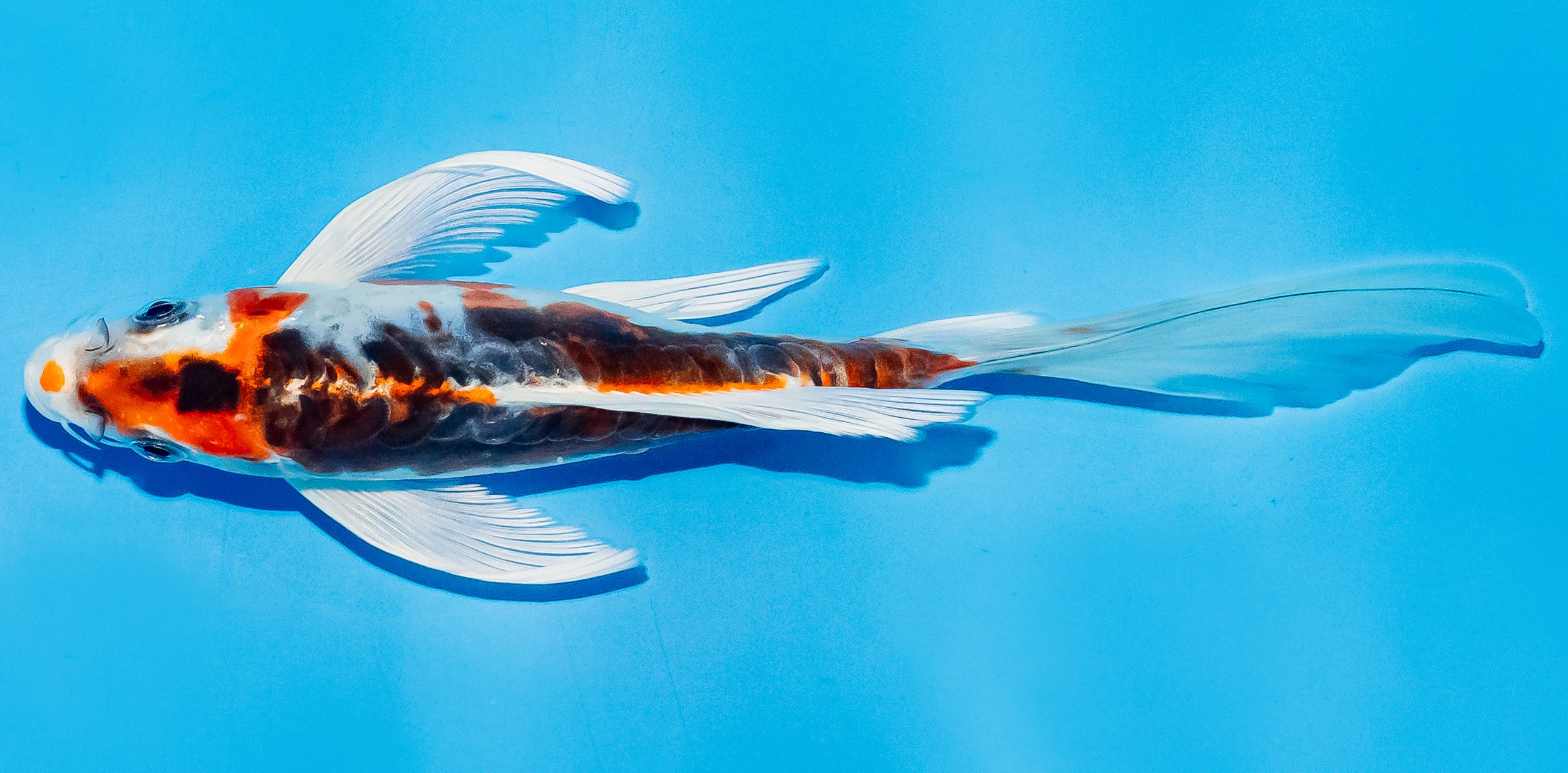 Butterfly Koi 20-25cm Nr. 5454