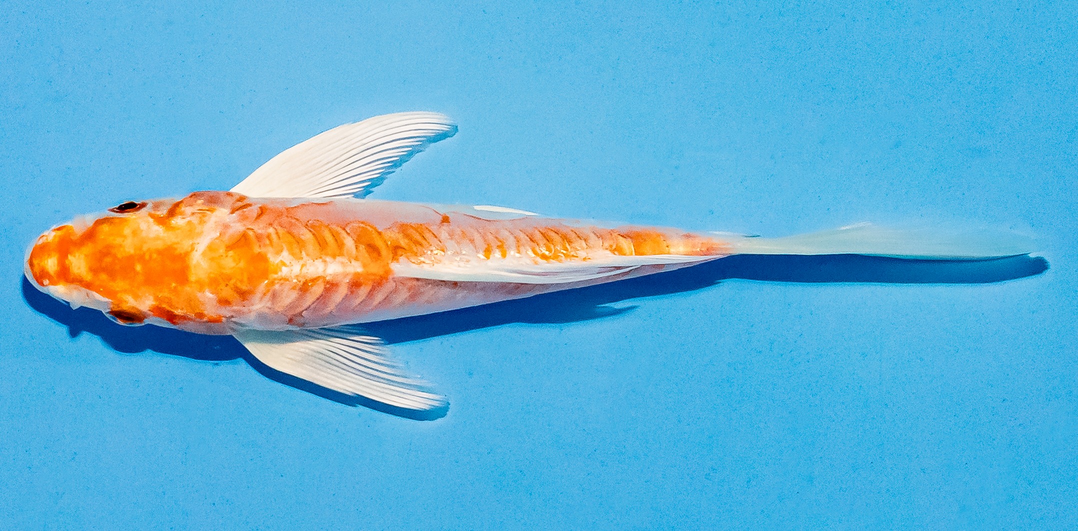 Butterfly Koi 14-17cm Nr. 5754