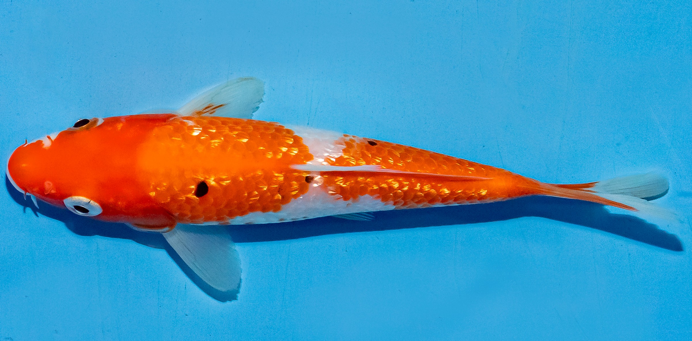 Koi 14-17cm Nr. 6103