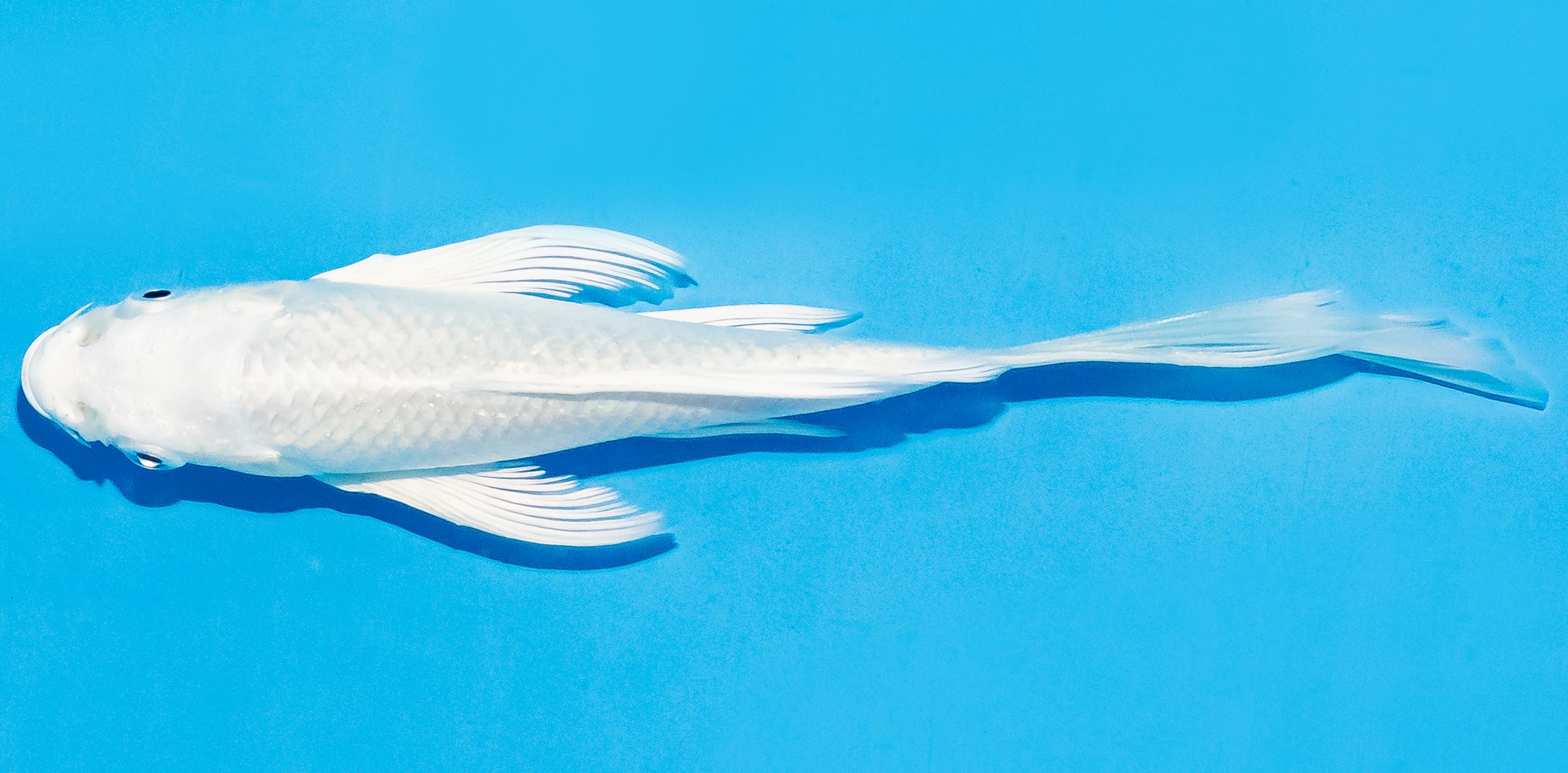 Butterfly Koi 14-17cm Nr. 7412