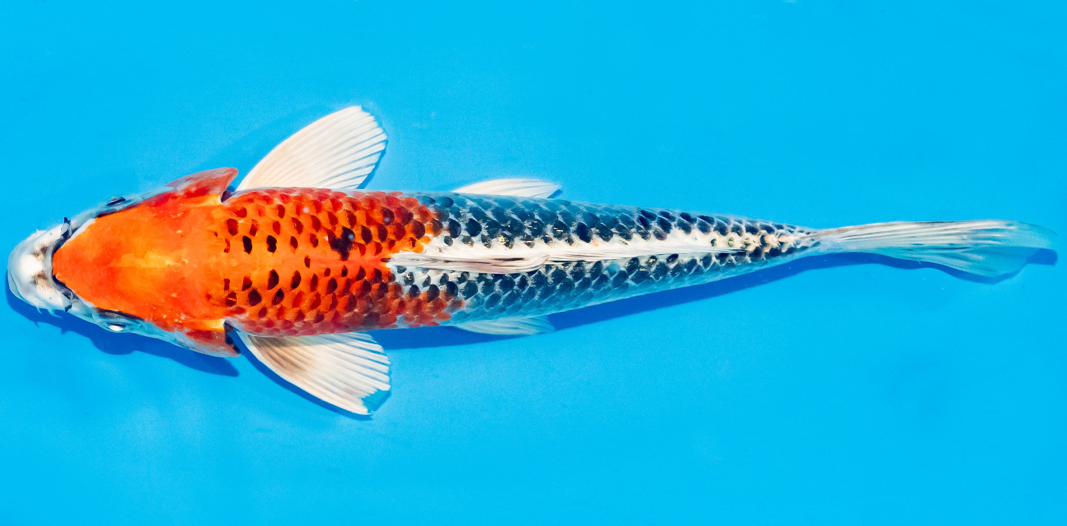 Koi 25-30cm Nr. 4204