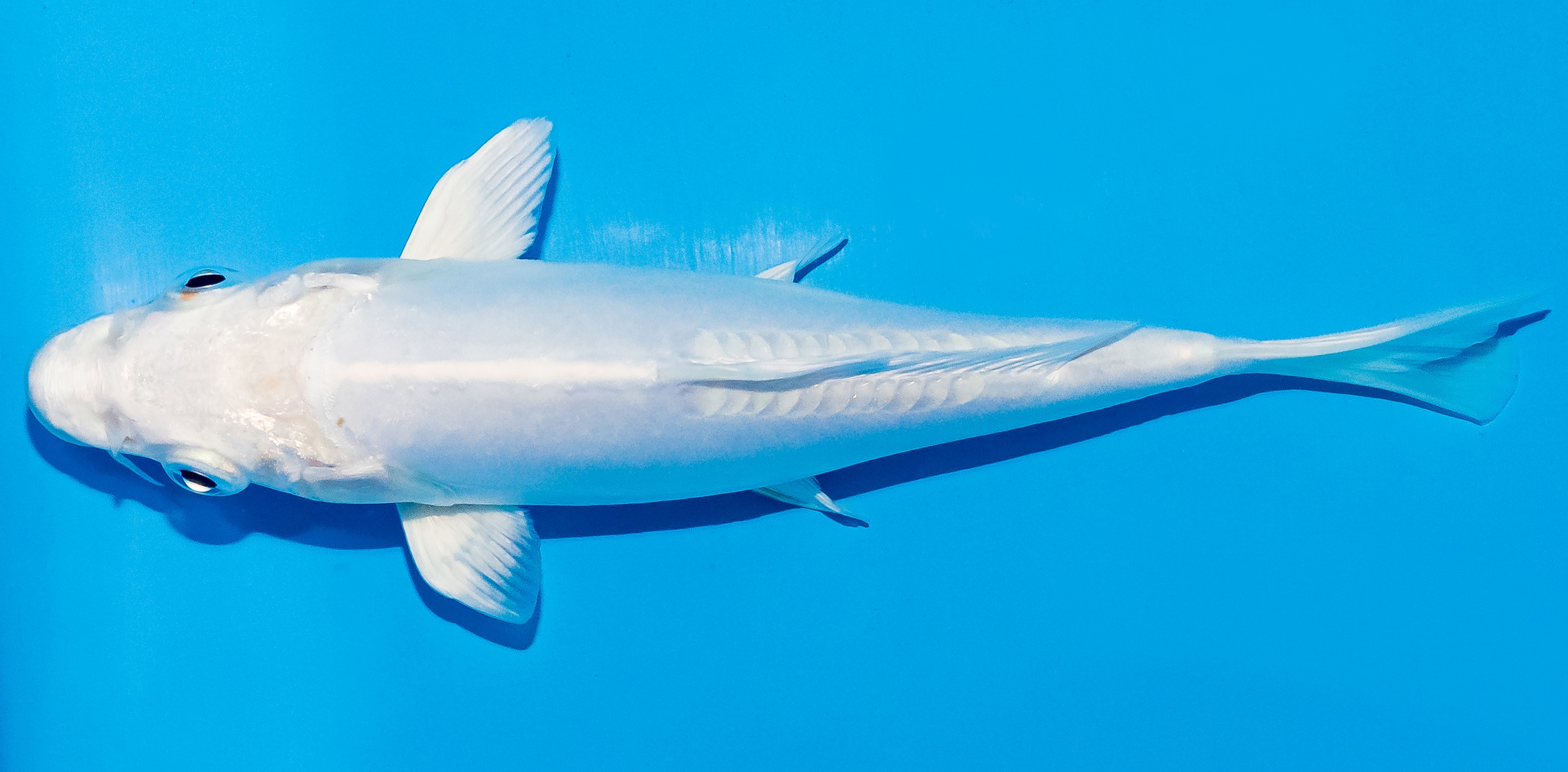 Koi 14-17cm Nr. 4705