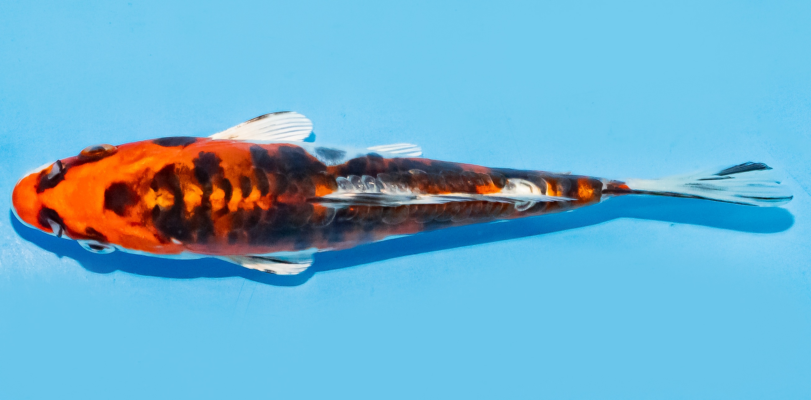 Koi 17-20cm Nr. 7163