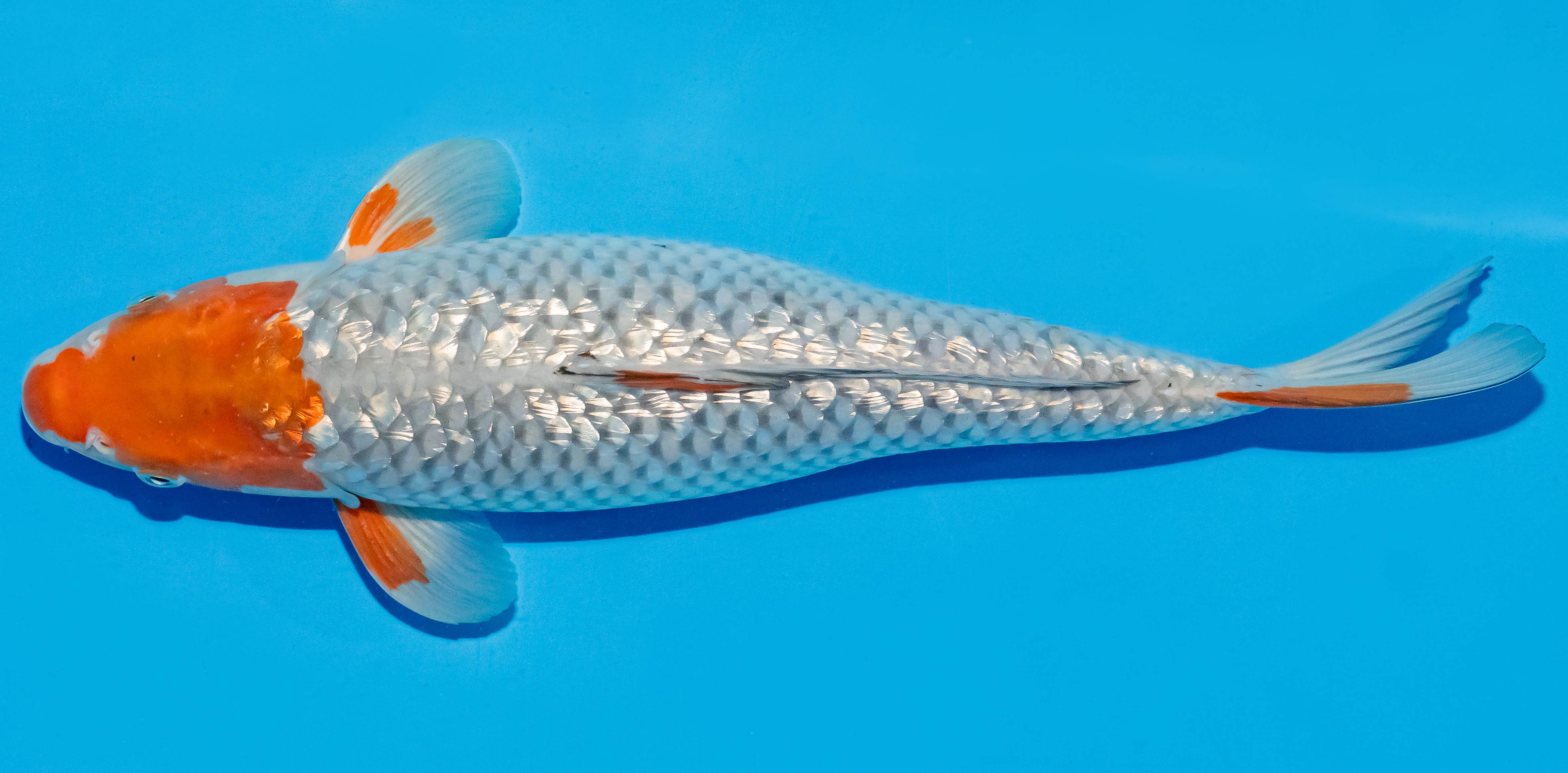 Koi 35-40cm Nr. 6744