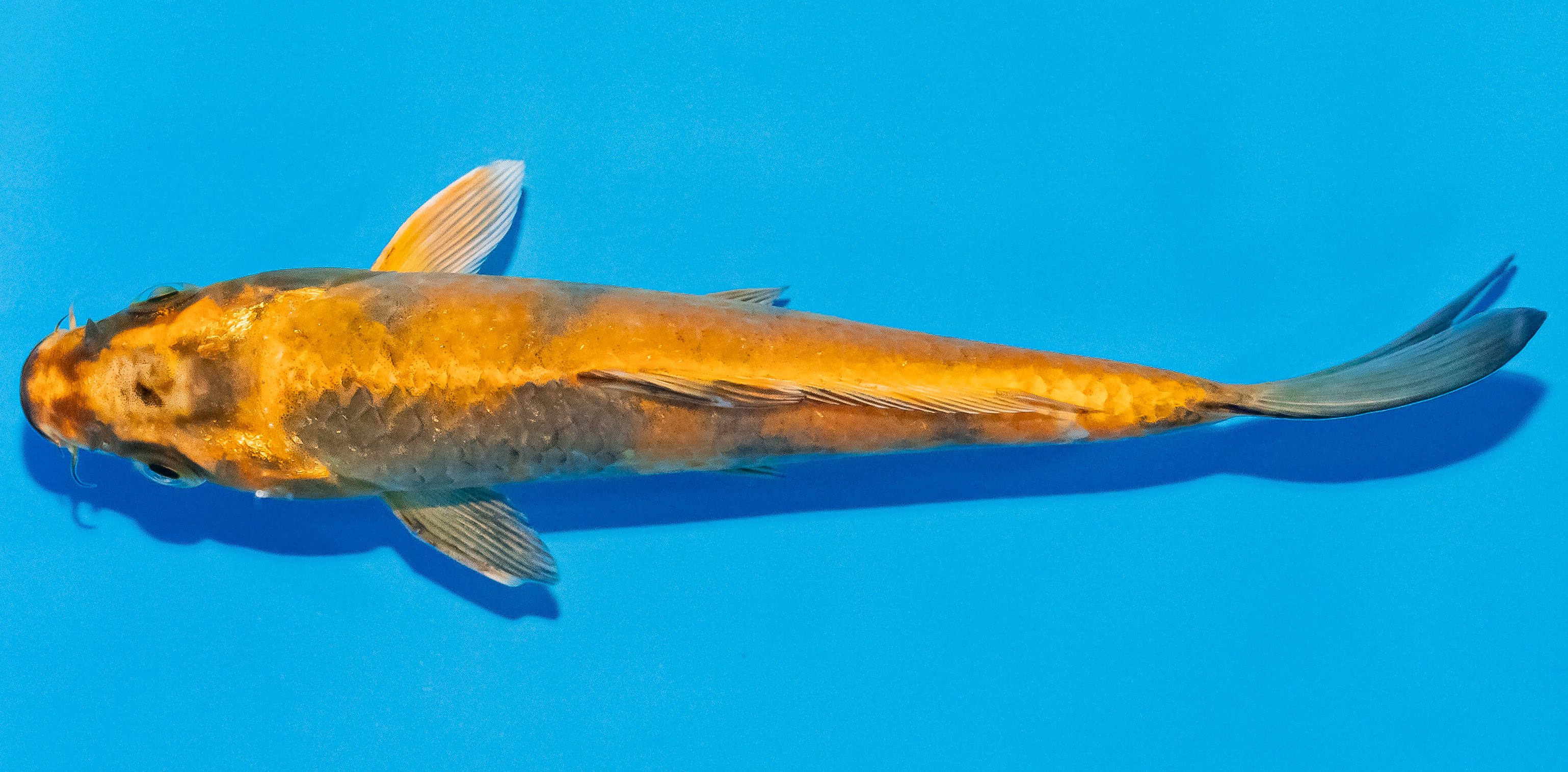 Koi 14-17cm Nr. 3029