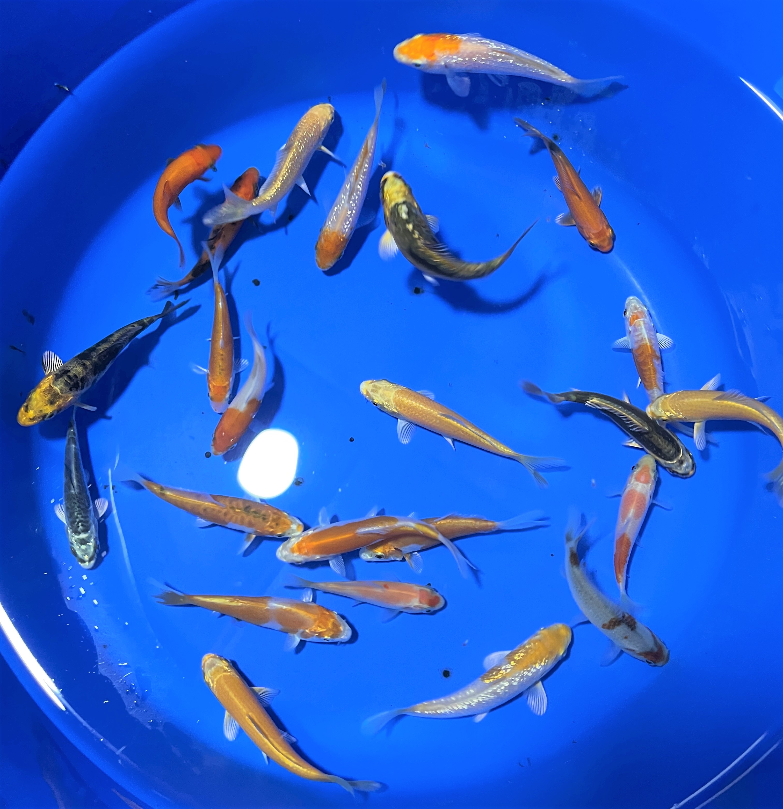 Koi Mix 6-10 standard-quality "frachtfrei"