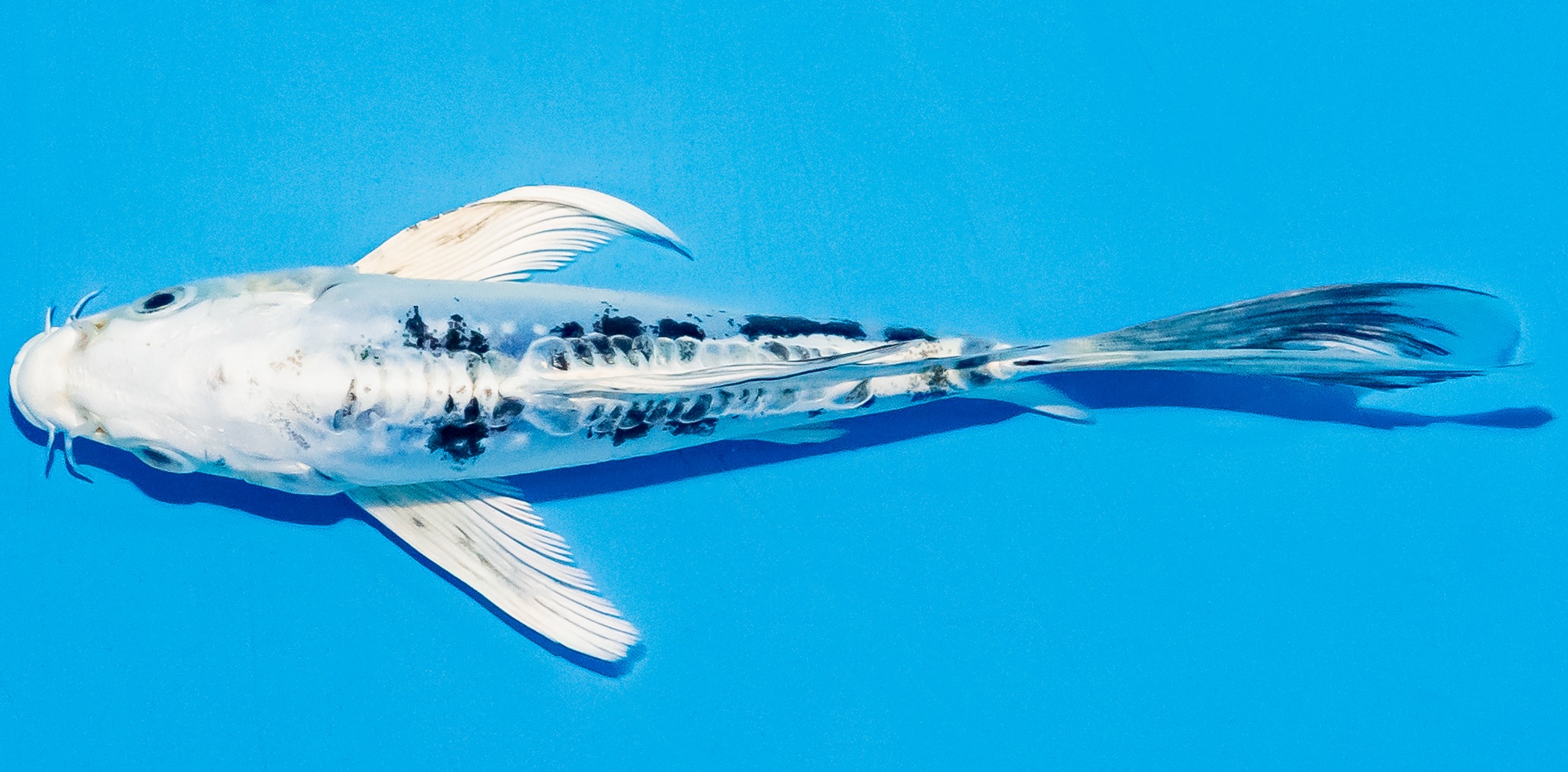 Butterfly Koi 14-17cm Nr. 5746