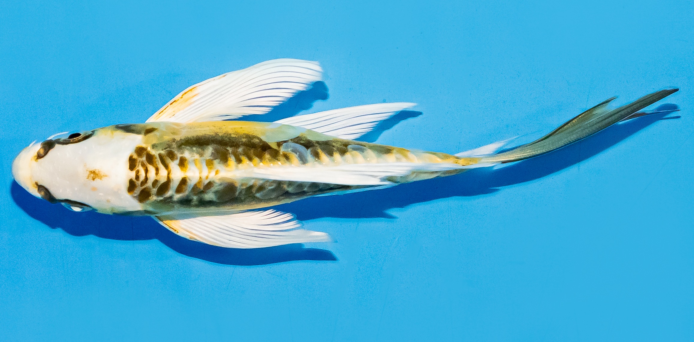 Butterfly Koi 17-20cm Nr. 6941
